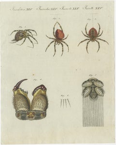 Set of Two Antique Prints of Various Insects Including Spiders and Mites