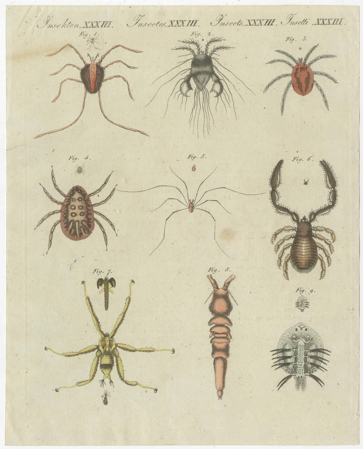 Set of Two Antique Prints of Various Insects Including Spiders and Mites