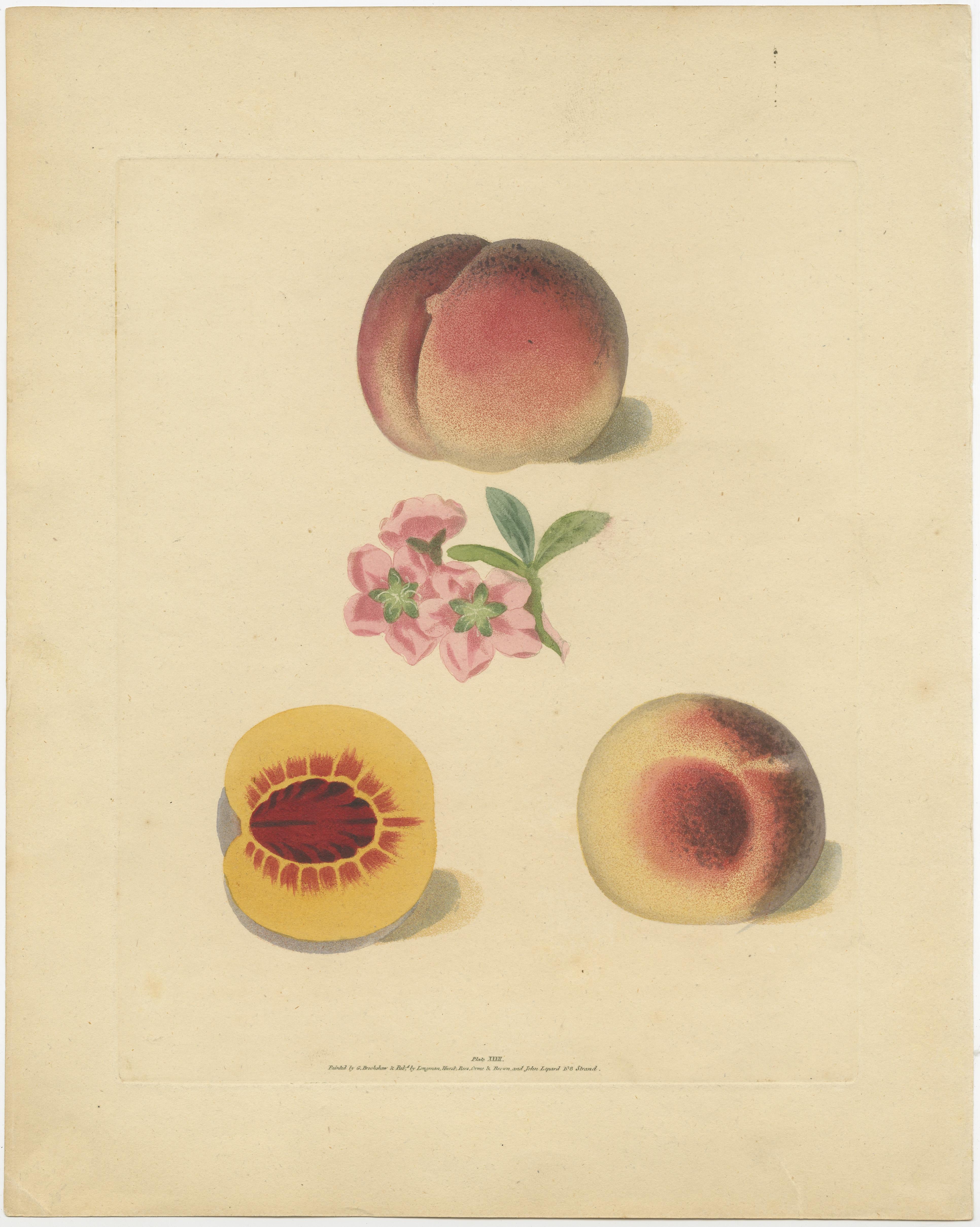 Set of two handcoloured stipple engravings of illustrations by George Brookshaw. It shows Peach varieties Chancellor, blossom, Catherine and Old Newington and Peach varieties Duke of Marlborough's Peach, blossom, Rumbullion Peach and segment showing
