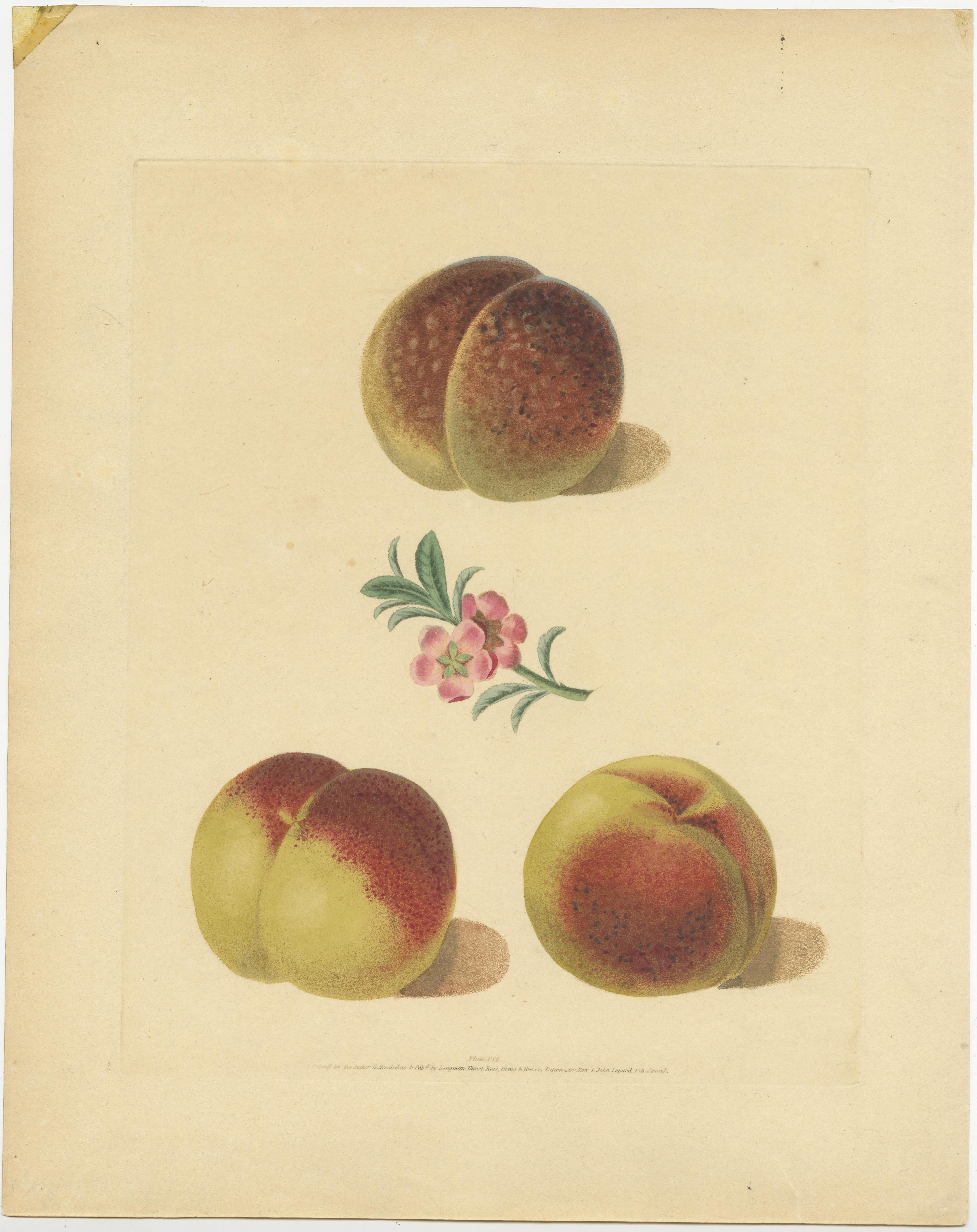 Set of Two Antique Prints of Various Peach Varieties In Good Condition For Sale In Langweer, NL