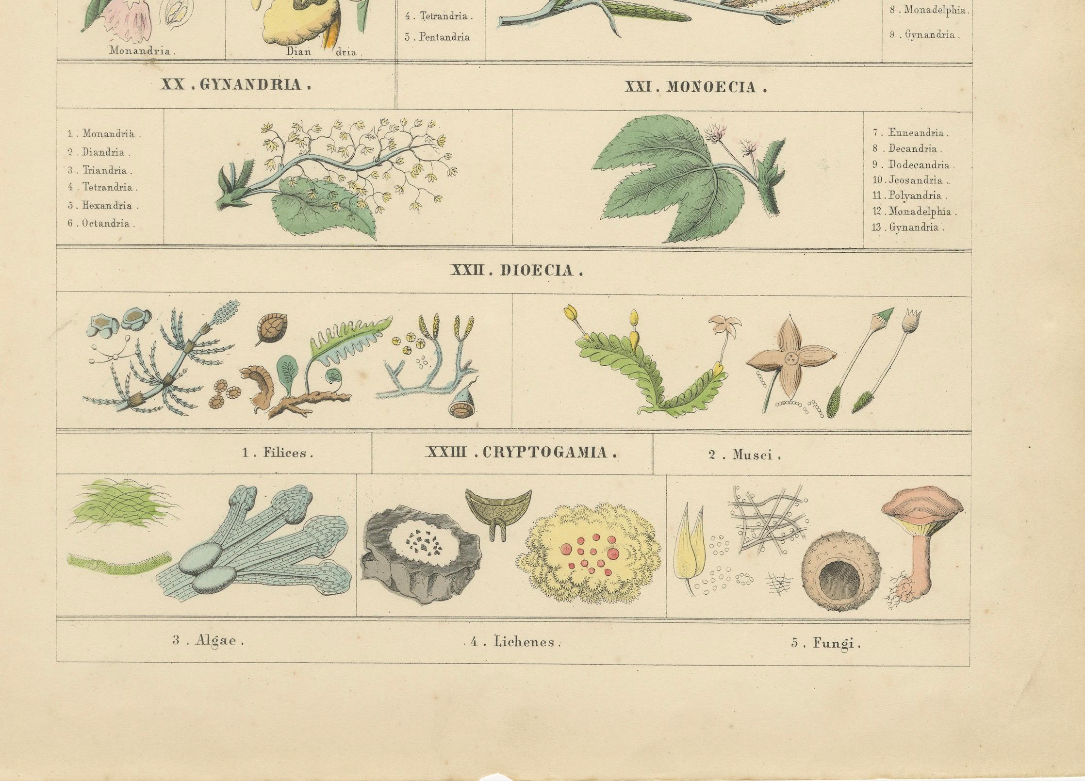 Set of Two Botanical Prints of Floral Classification by T Bromme c1865 Bon état - En vente à Langweer, NL