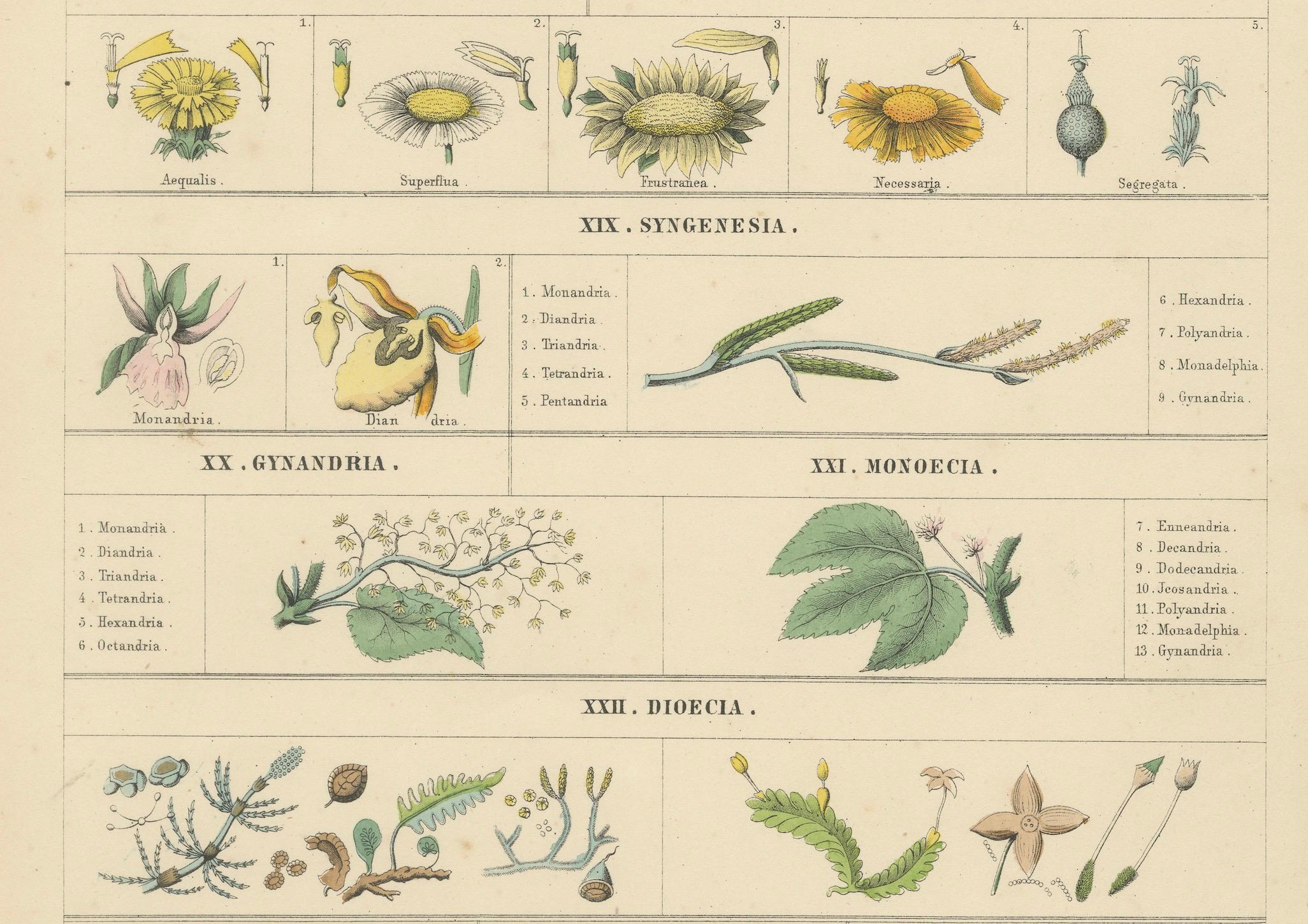 Milieu du XIXe siècle Set of Two Botanical Prints of Floral Classification by T Bromme c1865 en vente