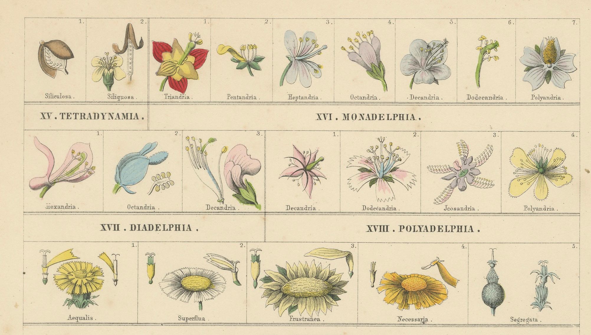 Papier Set of Two Botanical Prints of Floral Classification by T Bromme c1865 en vente
