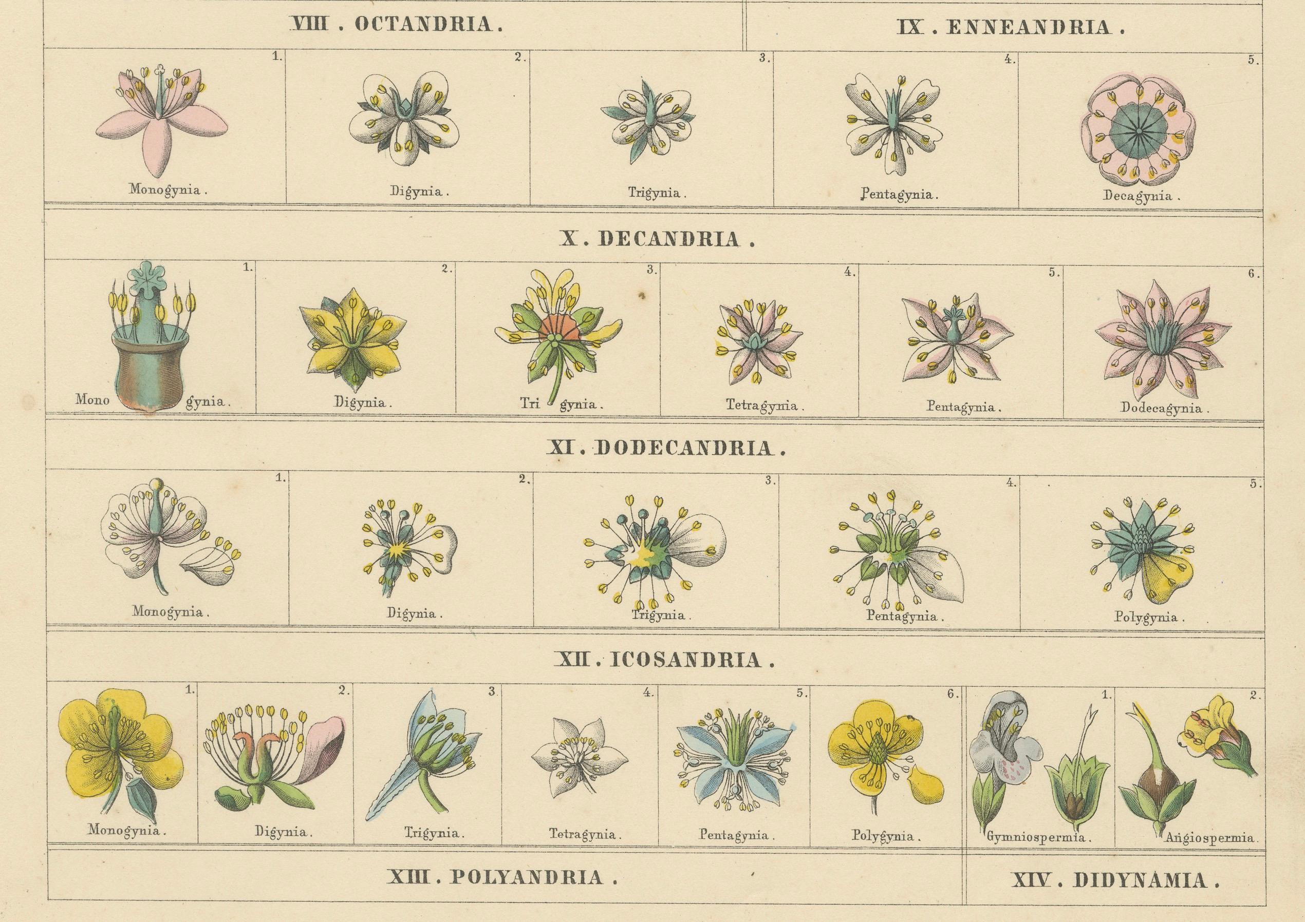 Set of Two Botanical Prints of Floral Classification by T Bromme c1865 en vente 1