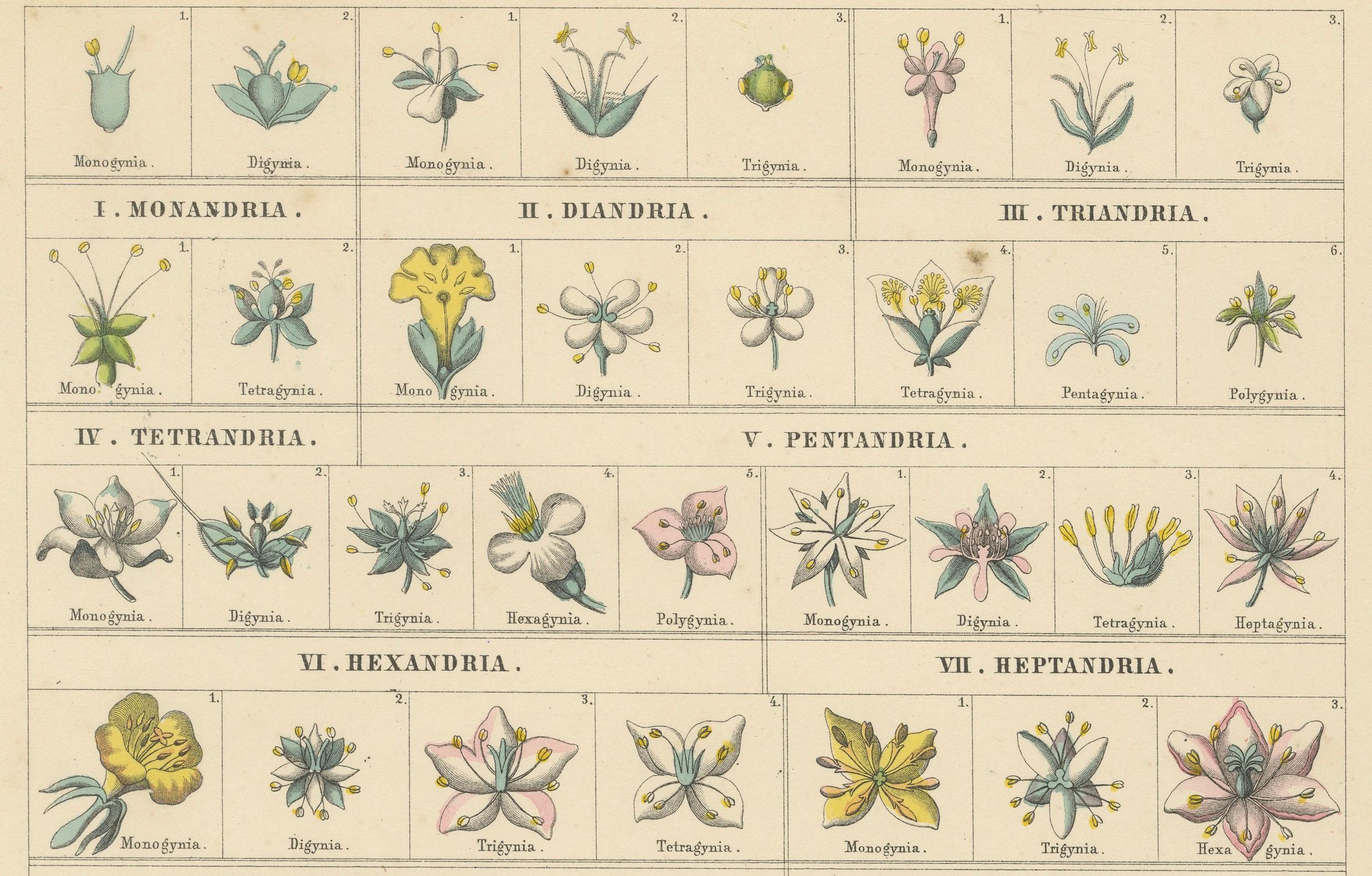 Set of Two Botanical Prints of Floral Classification by T Bromme c1865 en vente 2