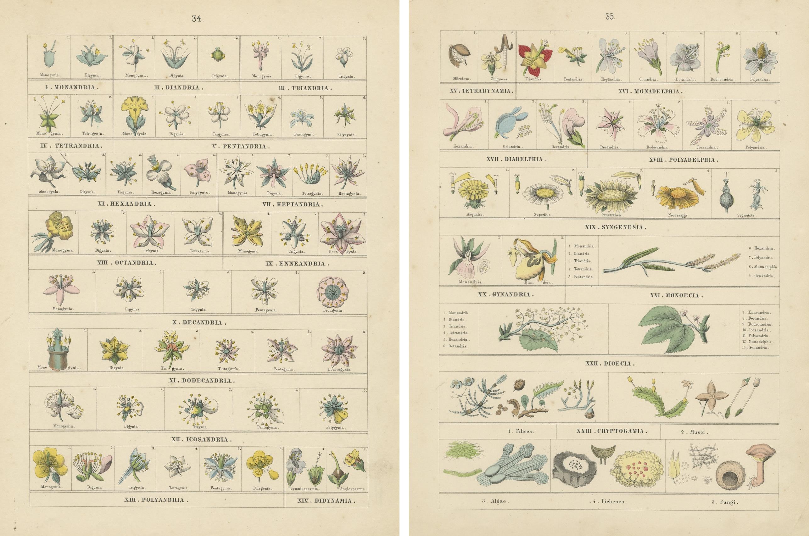 Set of Two Botanical Prints of Floral Classification by T Bromme c1865 en vente 3