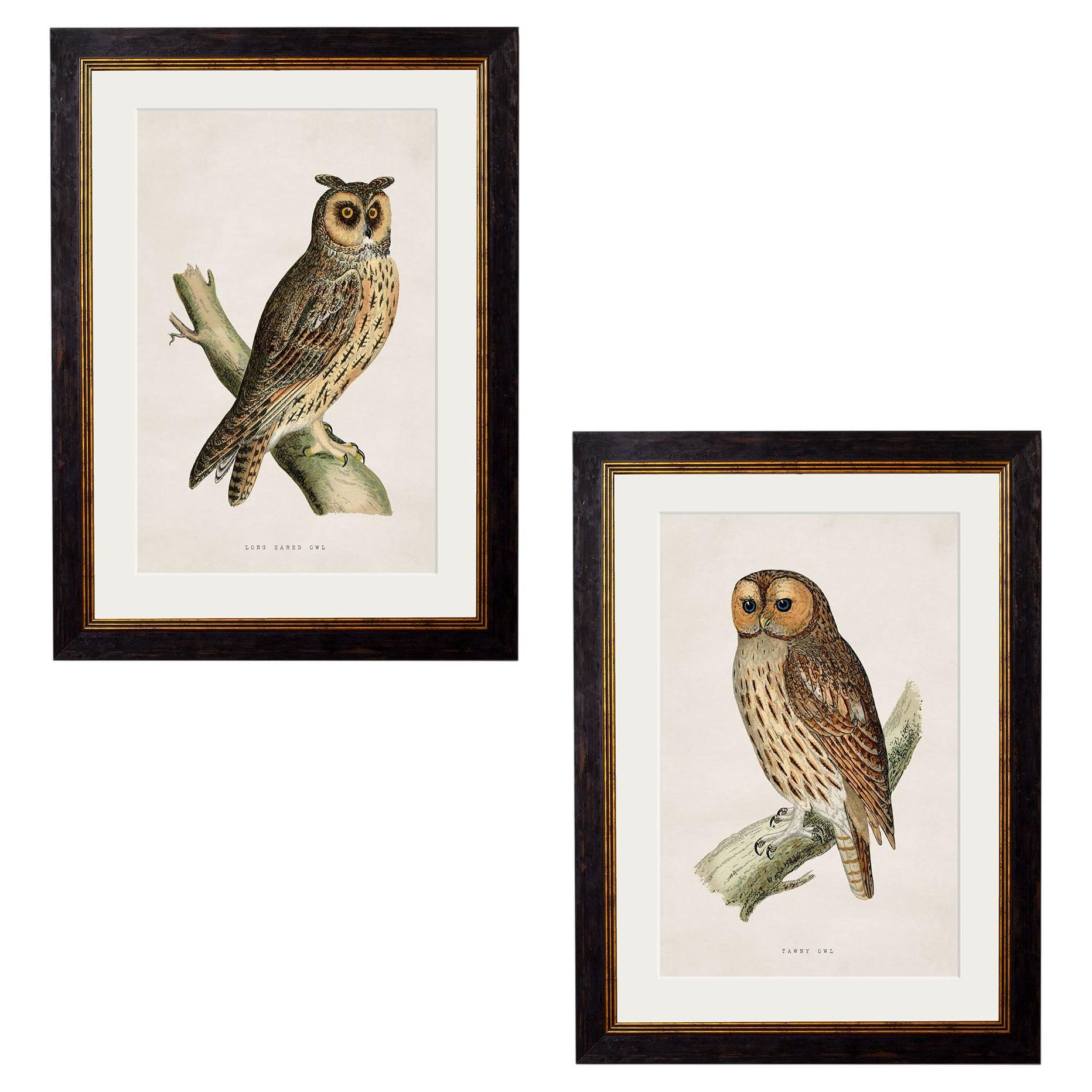 Set of TWO British Owl Prints in rectangular frames from 19thC originals, New