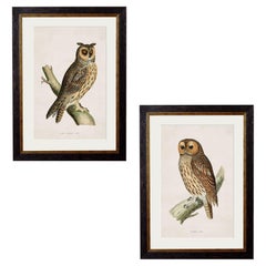 Set of TWO British Owl Prints in rectangular frames from 19thC originals, New
