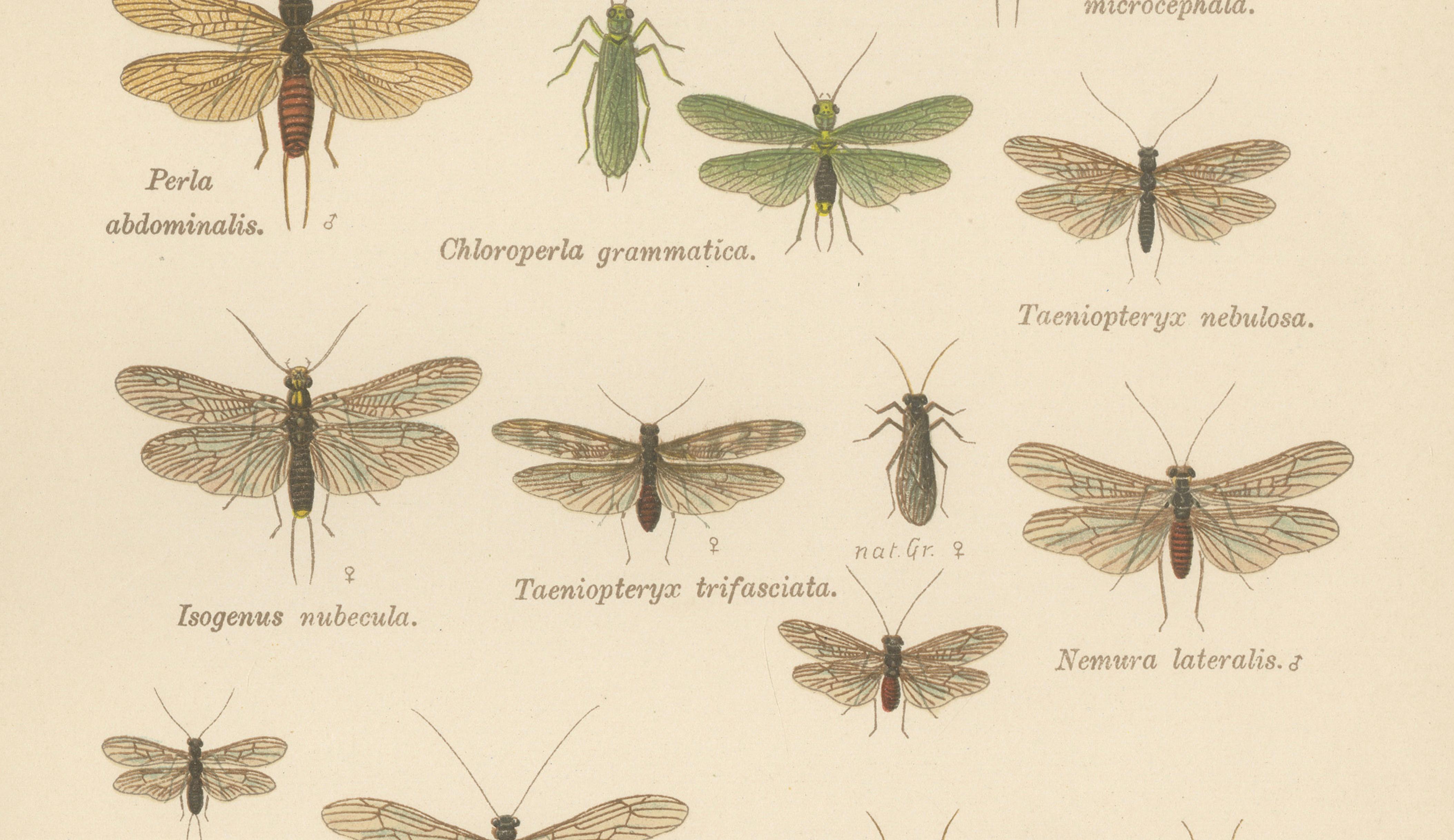 Set of Two Entomological Lithographs from Die Geradflügler, Germany, 1908