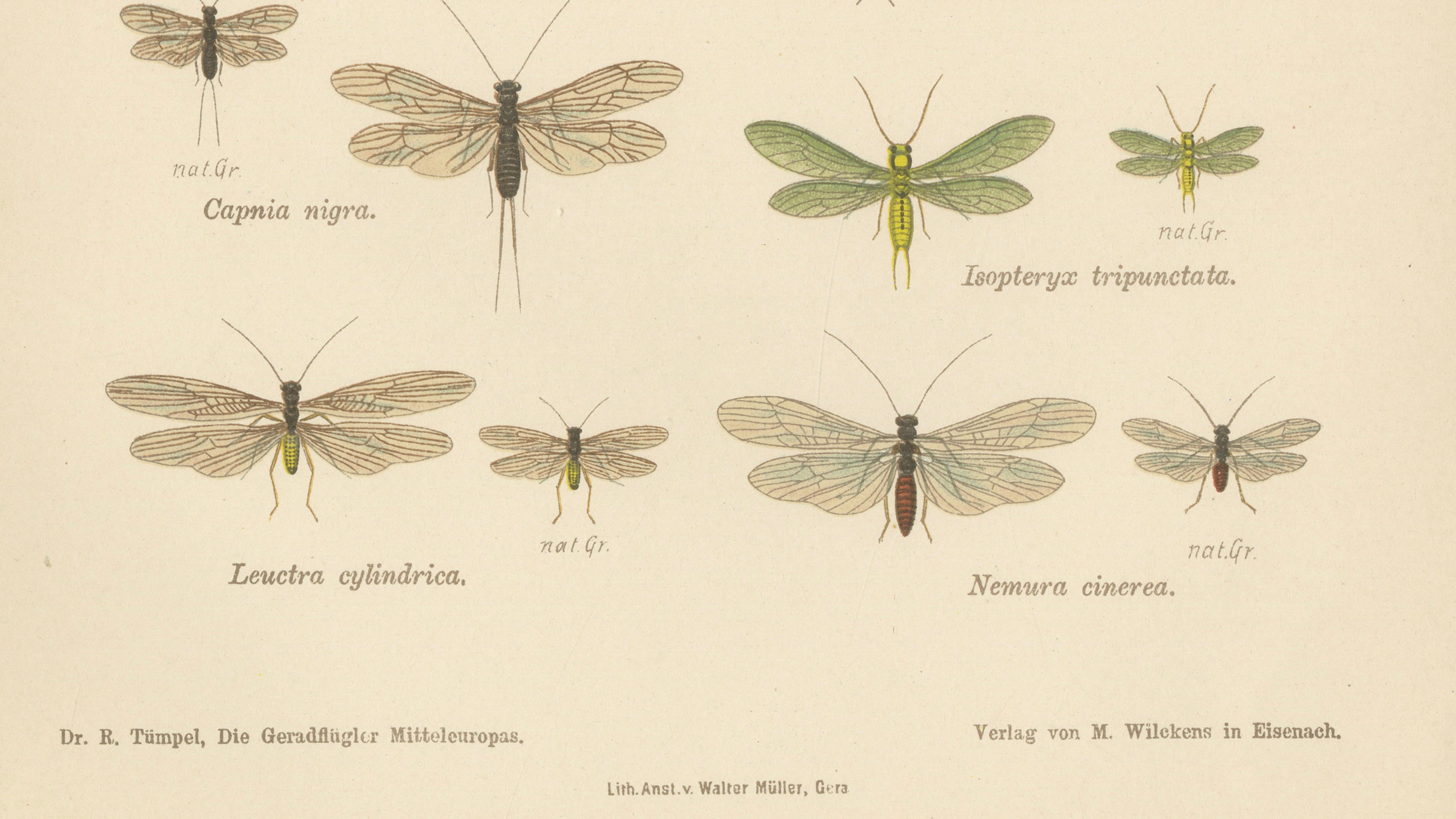 Set of Two Entomological Lithographs from Die Geradflügler, Germany, 1908