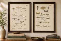 Zweiteiliger Satz entomologischer Lithografien aus „Die Geradflügler“, Deutschland, 1908