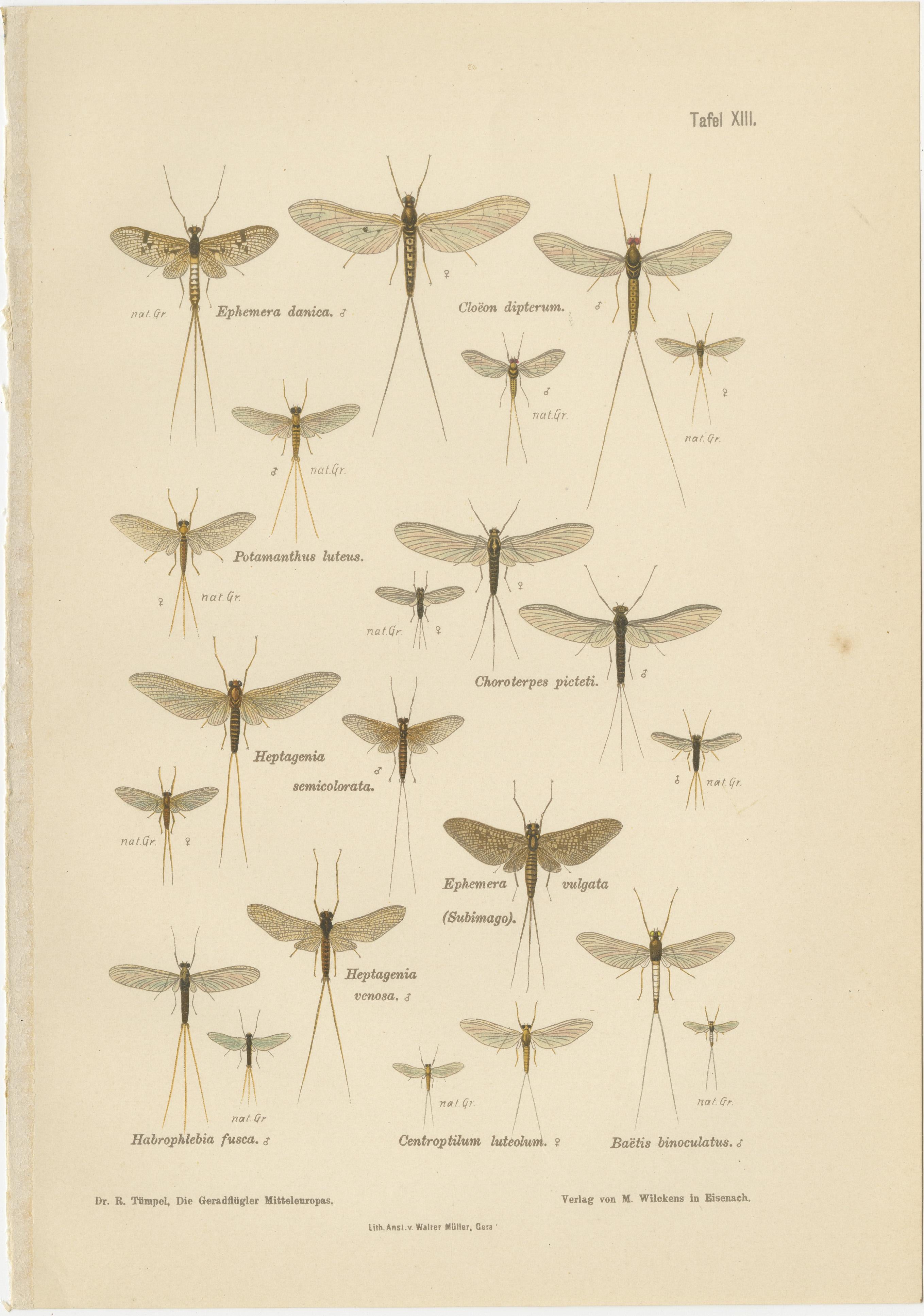 Set of Two Entomological Lithographs from Die Geradflügler, Germany, 1908