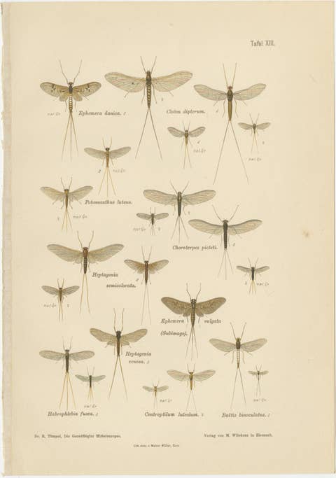 Set of Two Entomological Lithographs from Die Geradflügler, Germany, 1908