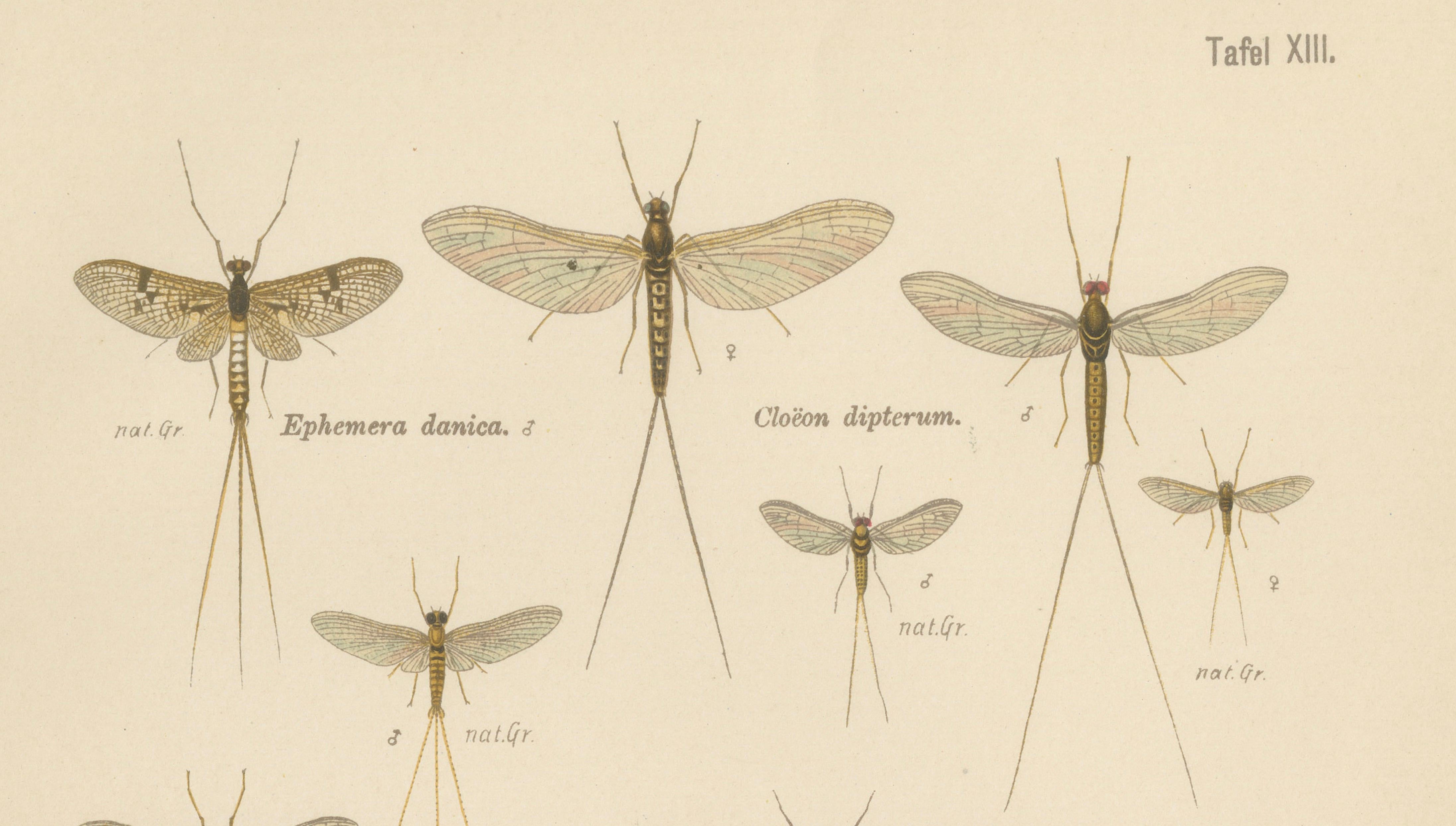 Set of Two Entomological Lithographs from Die Geradflügler, Germany, 1908