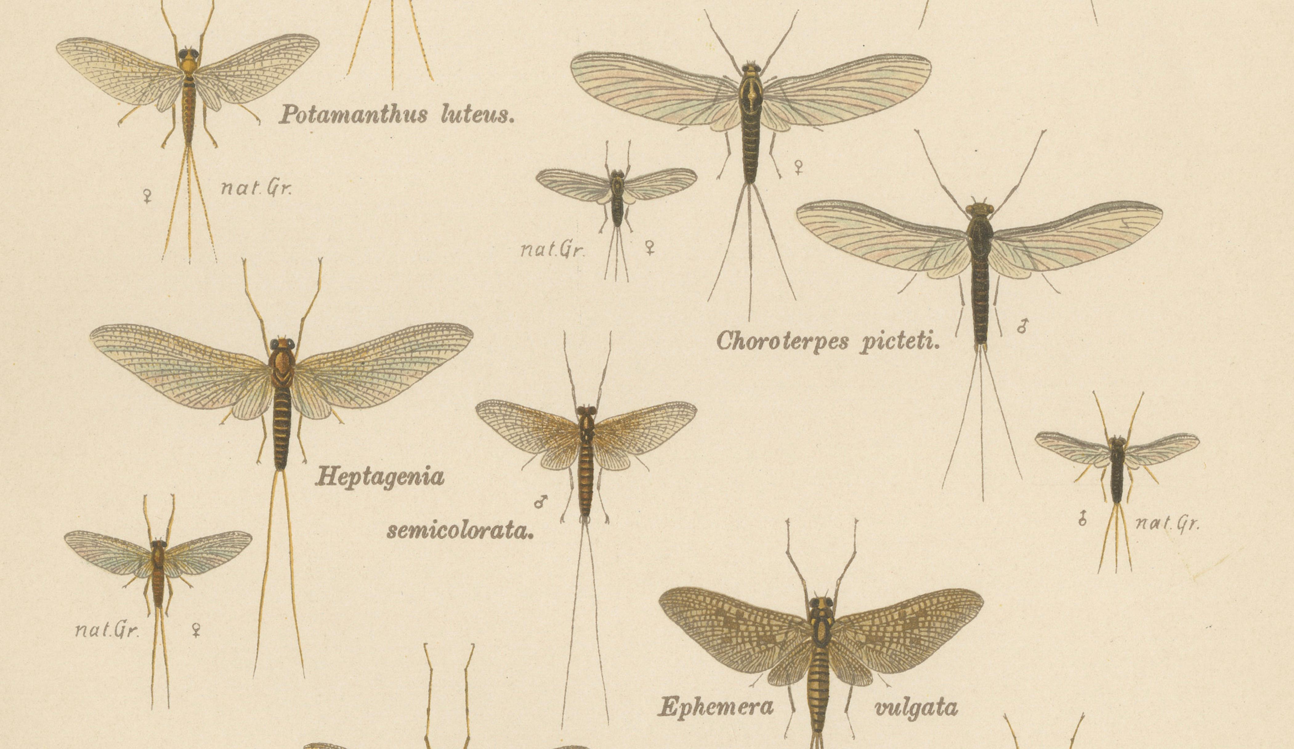 Set of Two Entomological Lithographs from Die Geradflügler, Germany, 1908
