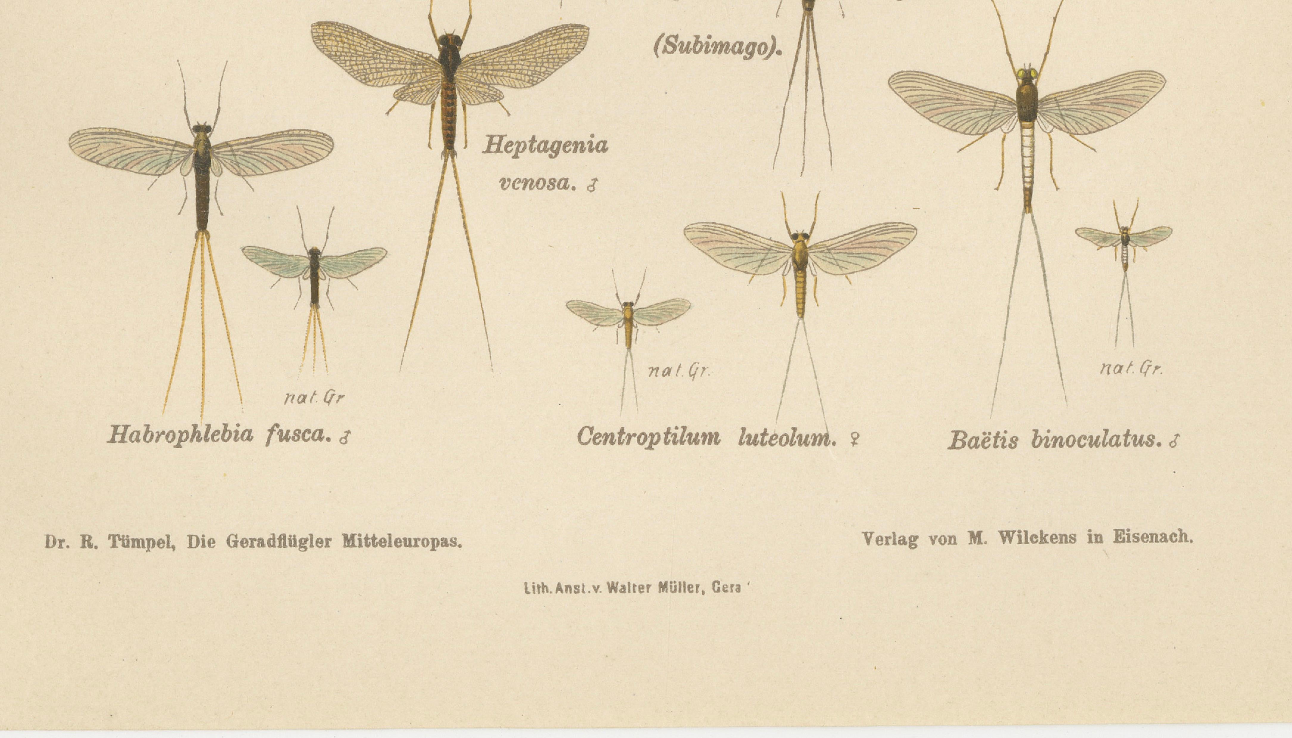 Set of Two Entomological Lithographs from Die Geradflügler, Germany, 1908