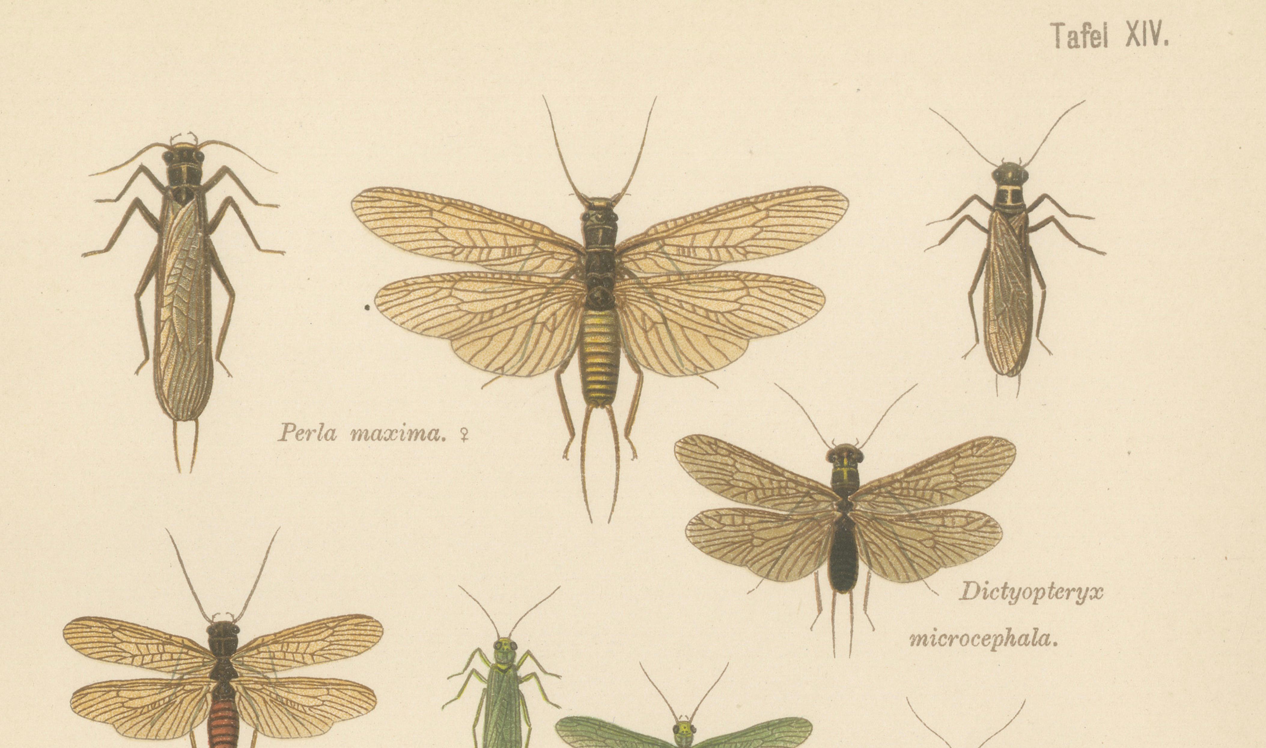 Set of Two Entomological Lithographs from Die Geradflügler, Germany, 1908