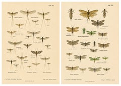 Set of Two Entomological Lithographs from Die Geradflügler, Germany, 1908