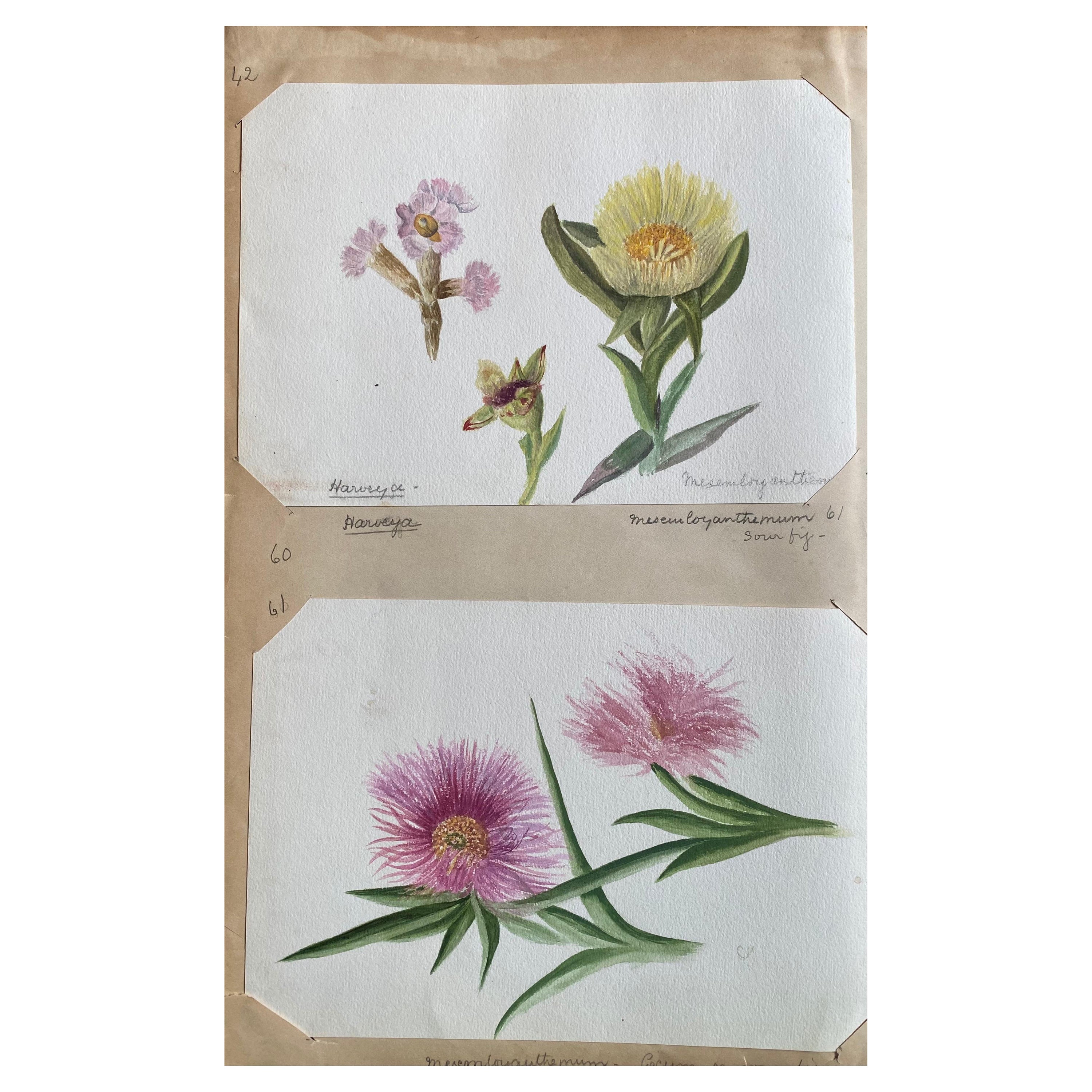 Satz von zwei feinen antiken britischen botanischen Aquarellen, um 1900