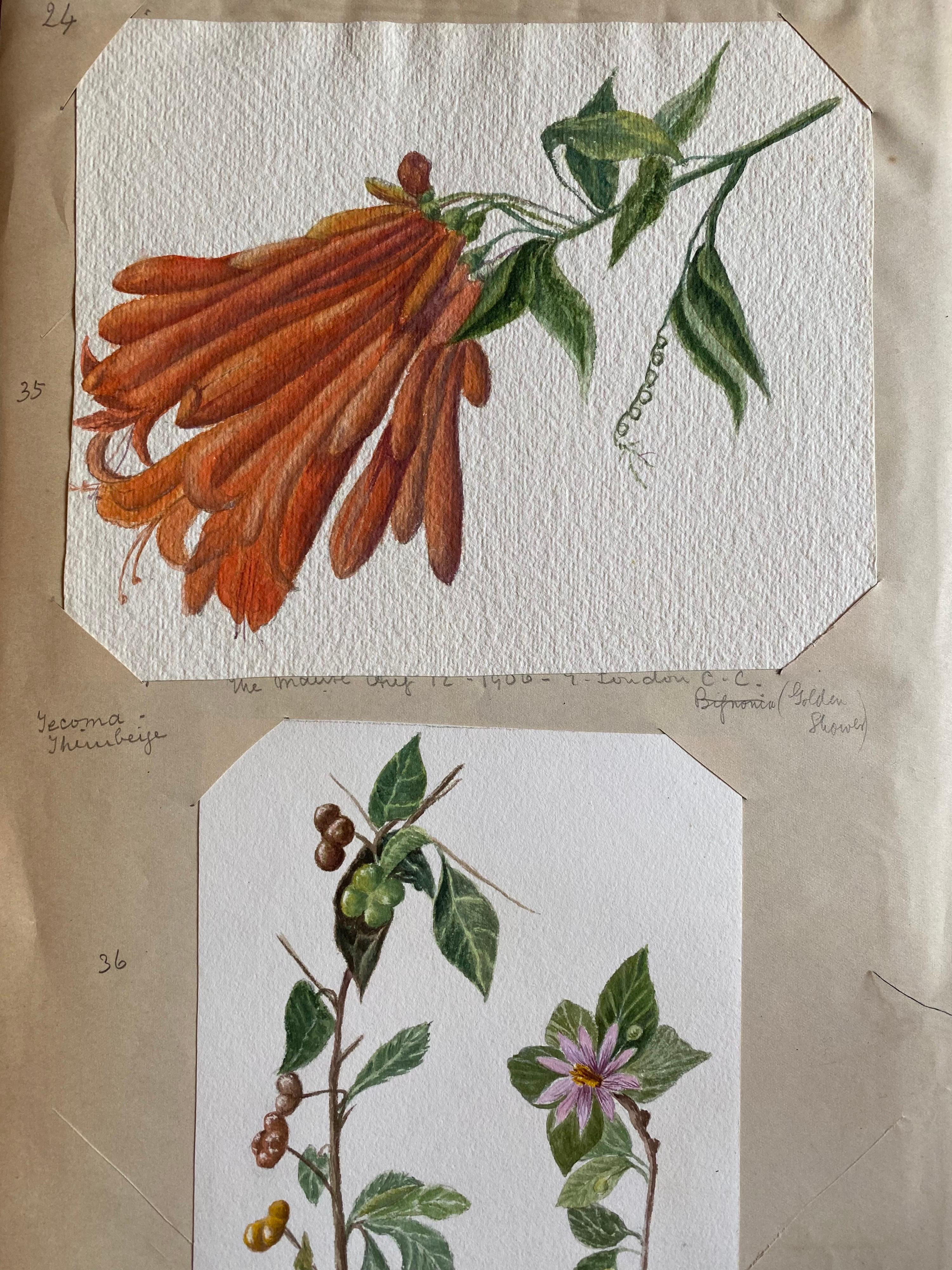 Zwei sehr schöne originale englische botanische Aquarelle, die diese schöne Darstellung einer Blume/Pflanze zeigen. Das Werk stammt aus einer Privatsammlung in Surrey, England, und war Teil eines Albums mit Werken, die der Künstler in den frühen