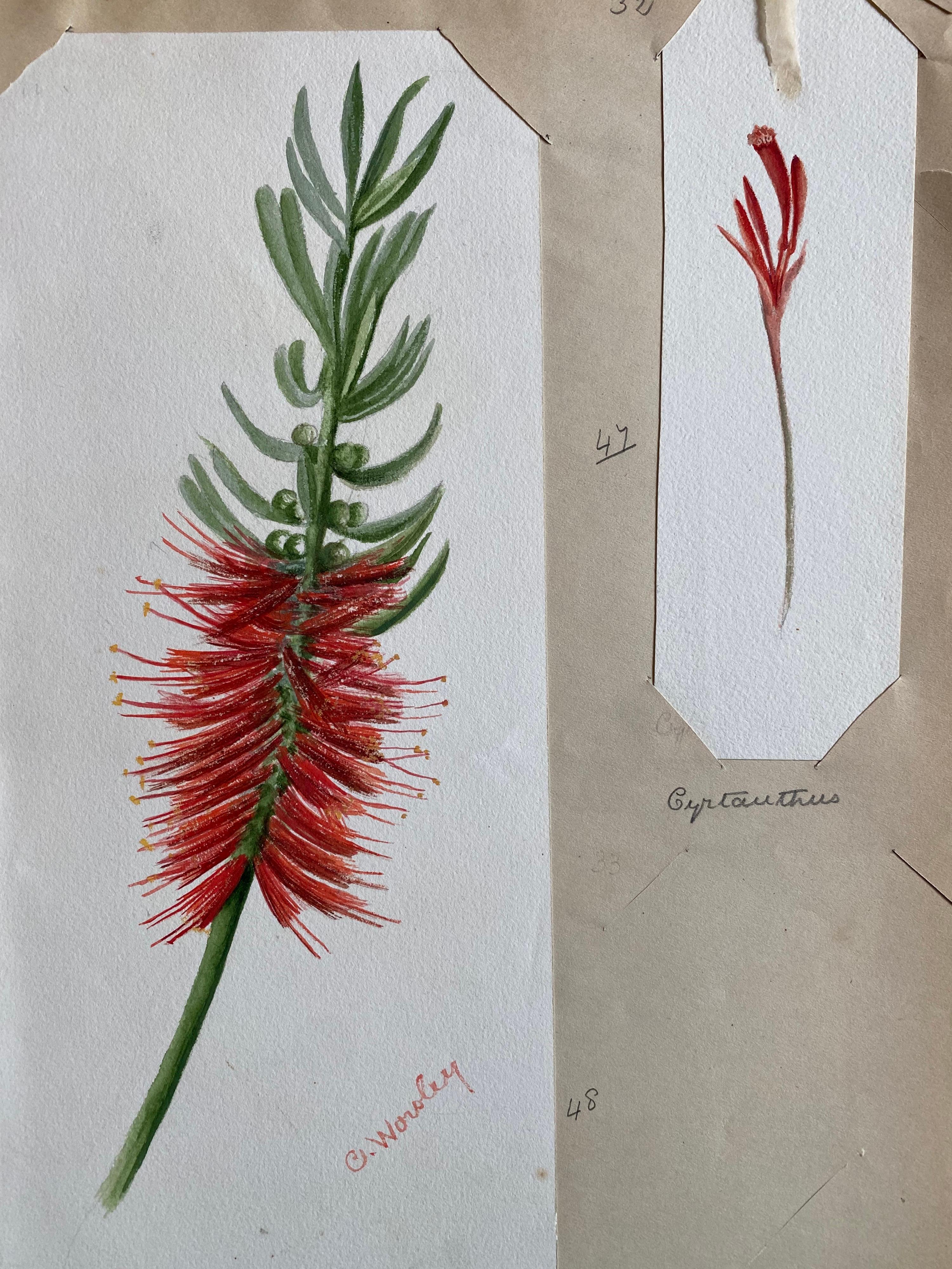 Deux très belles aquarelles botaniques anglaises anciennes représentant cette belle représentation d'une fleur/plante. L'œuvre nous est parvenue d'une collection privée du Surrey, en Angleterre, et faisait partie d'un album d'œuvres rassemblées par