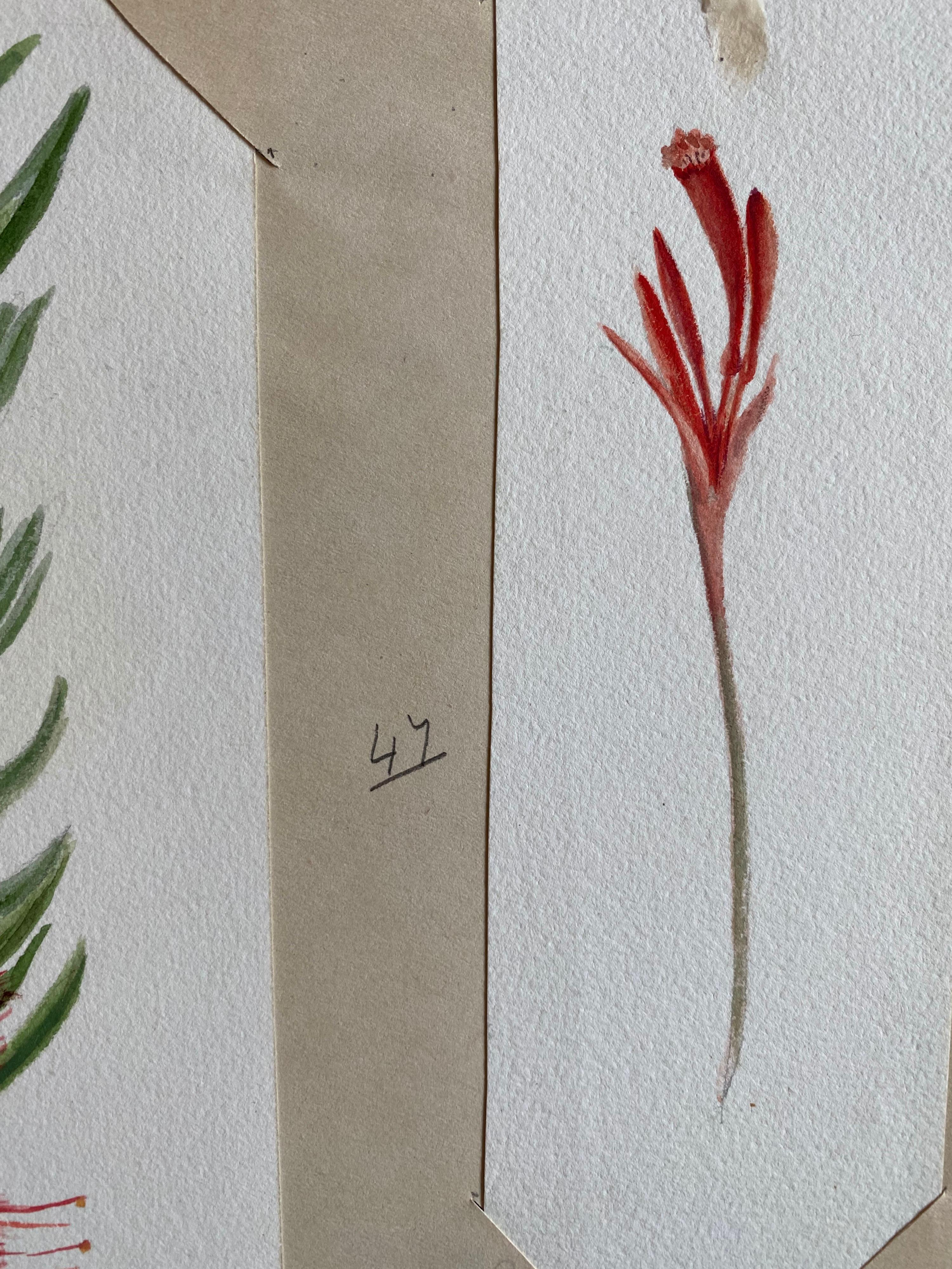 Victorien Ensemble de deux belles peintures à l'aquarelle botaniques britanniques anciennes, datant des années 1900 environ  en vente