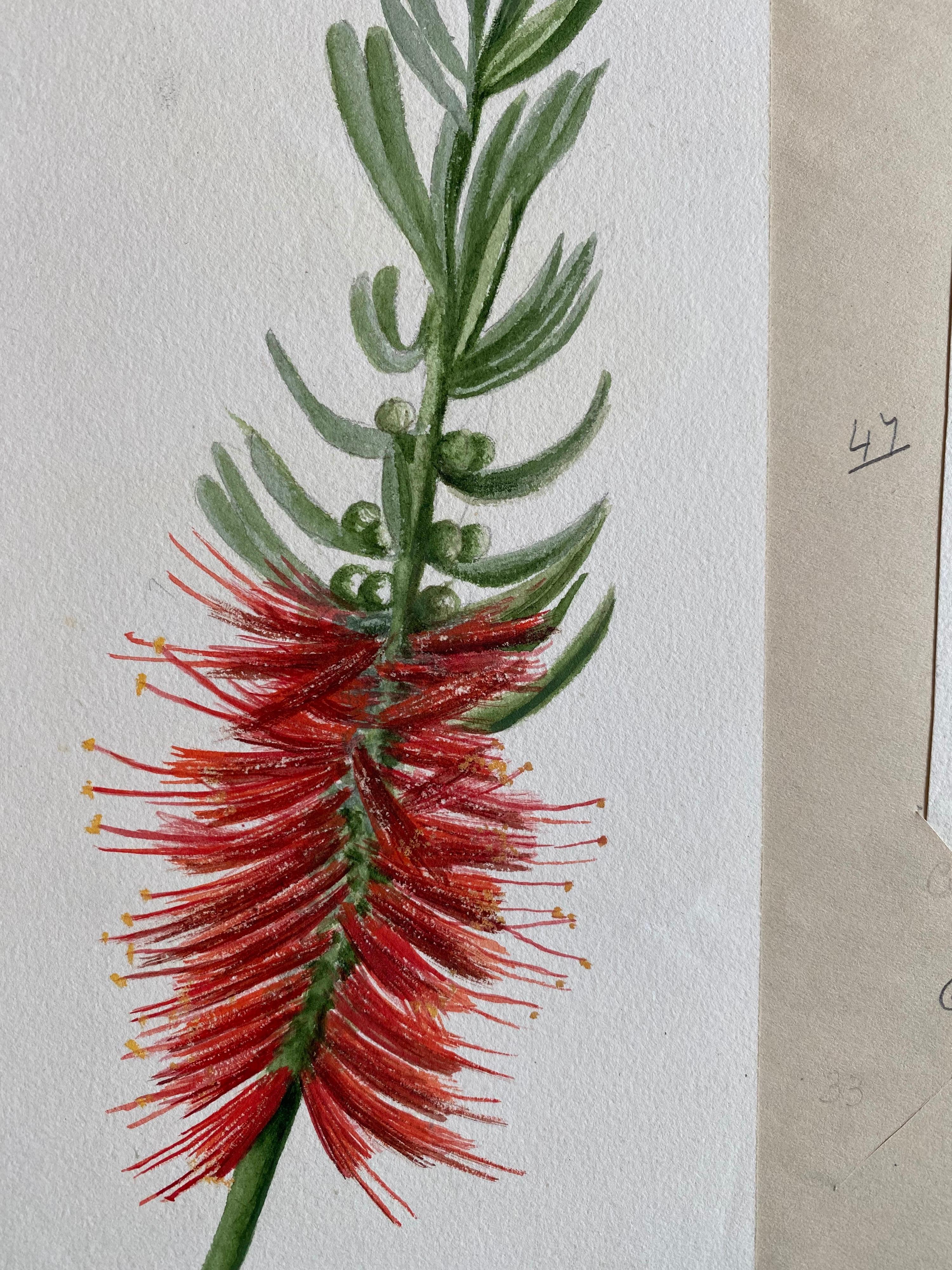 Set von zwei feinen antiken britischen Botanischen Aquarellgemälden, um 1900 im Zustand „Gut“ im Angebot in Cirencester, GB