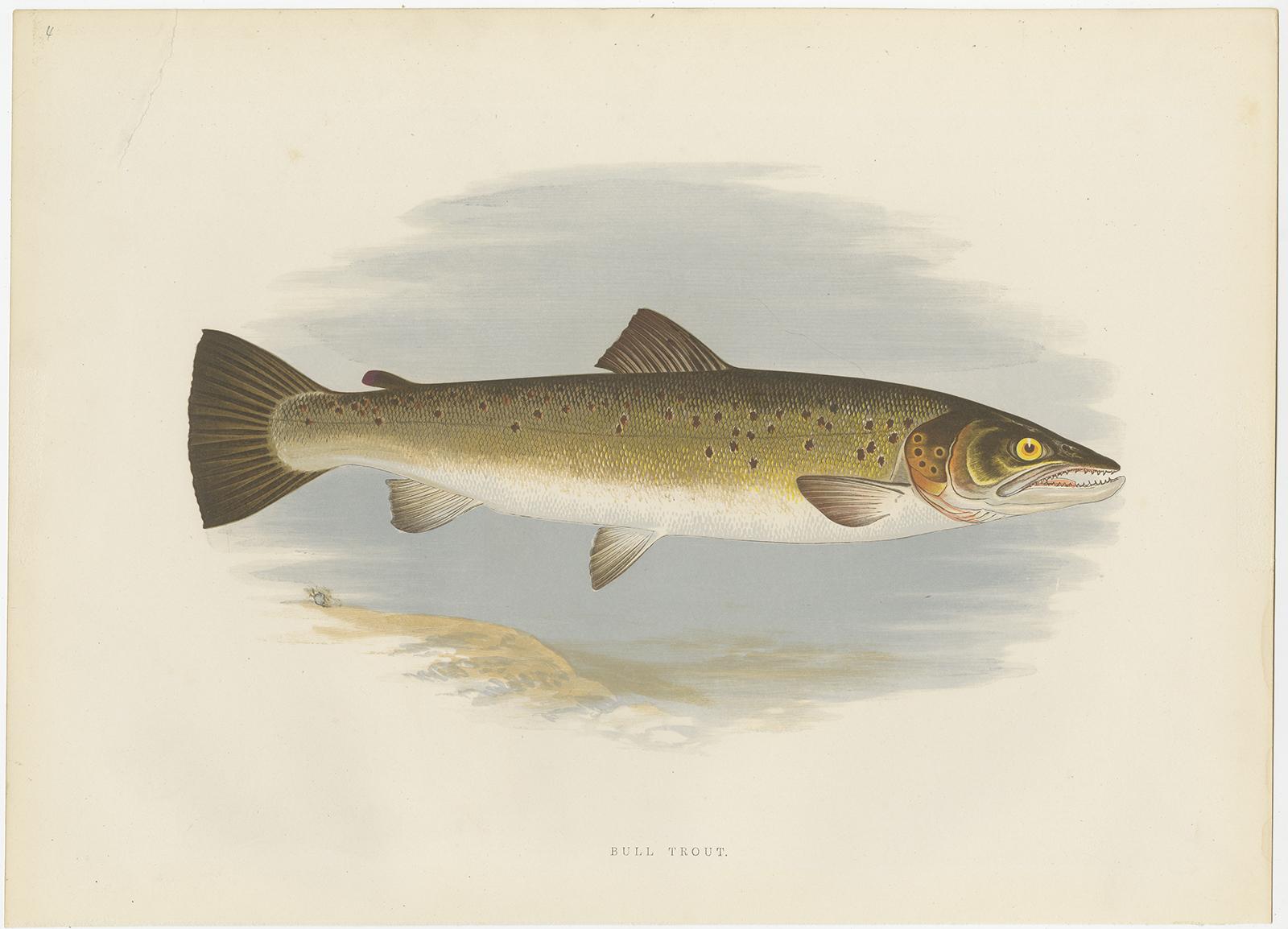 Set of two fish prints titled 'Bull Trout' and 'Salmon Trout'. Lithographs of the bull trout and salmon trout. These prints originate from 'British fresh water fishes / by Rev. W. Houghton'.