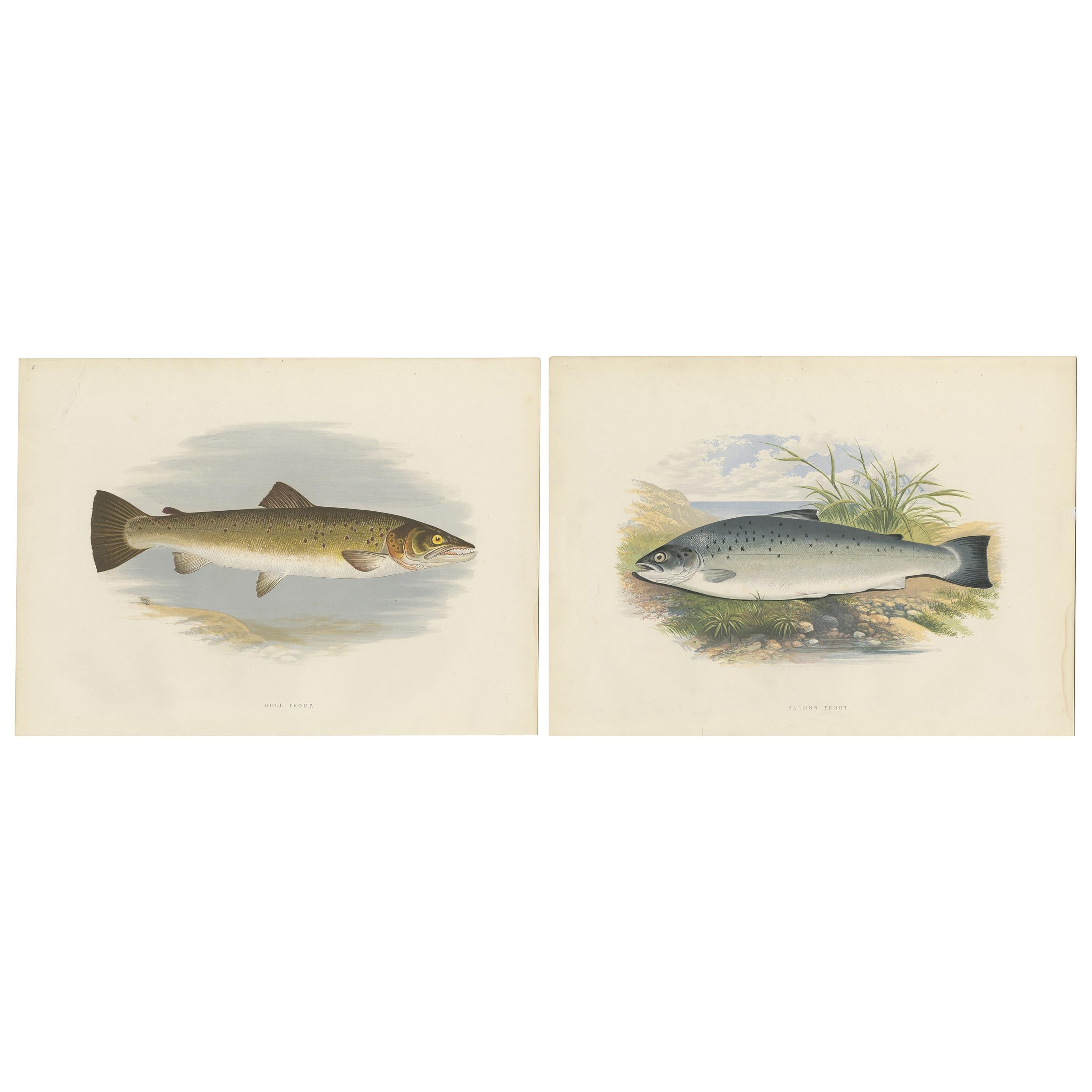 Set of Two Fish Prints Bull Trout and Salmon Trout by Houghton '1879'