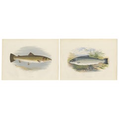 Antique Set of Two Fish Prints Bull Trout and Salmon Trout by Houghton '1879'
