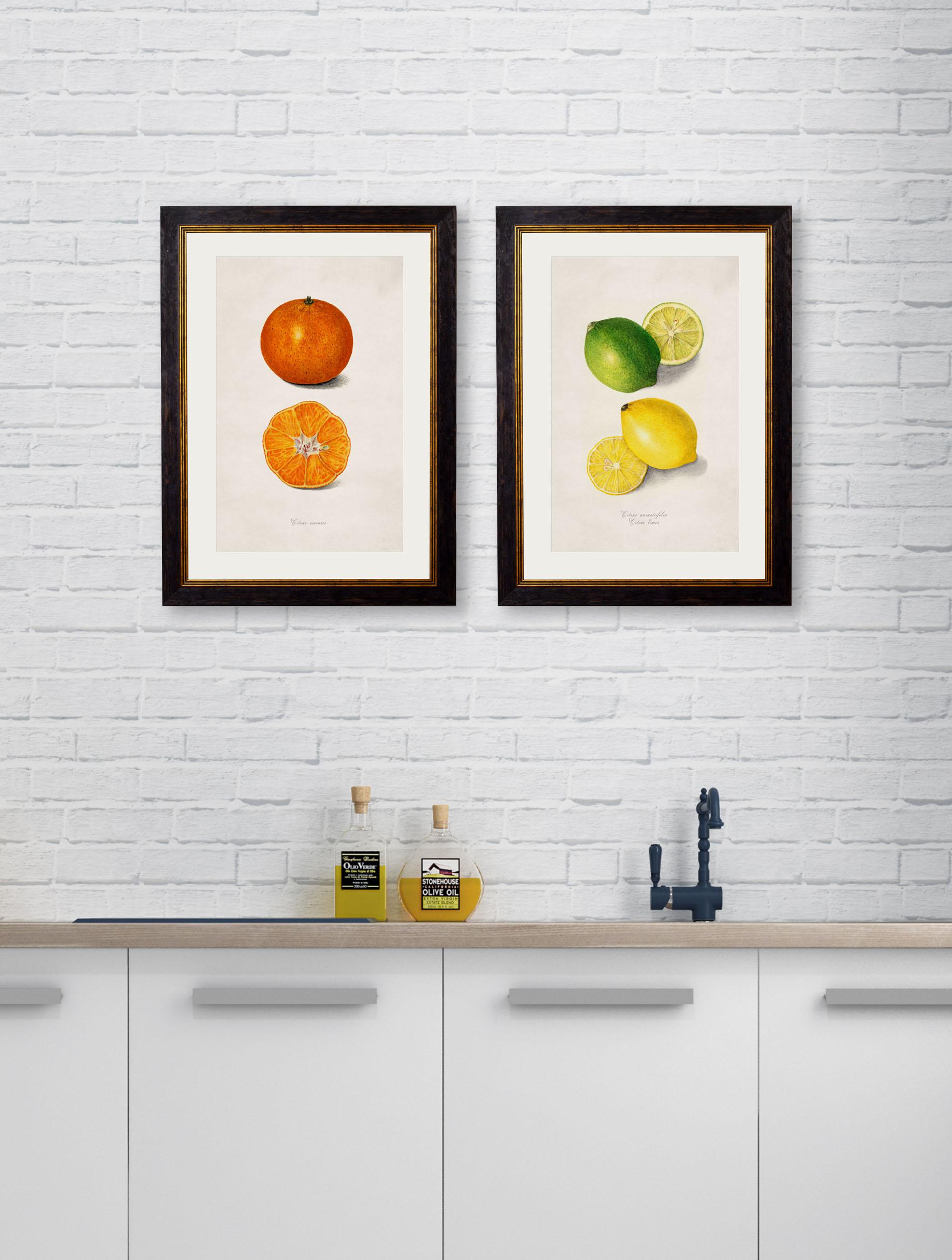 These are a set of TWO digitally remastered prints of Citrus Fruit studies, hand coloured and framed, originally from American water colours from Circa 1886.

This exquisite PAIR of prints references late 19th century watercolour paintings of