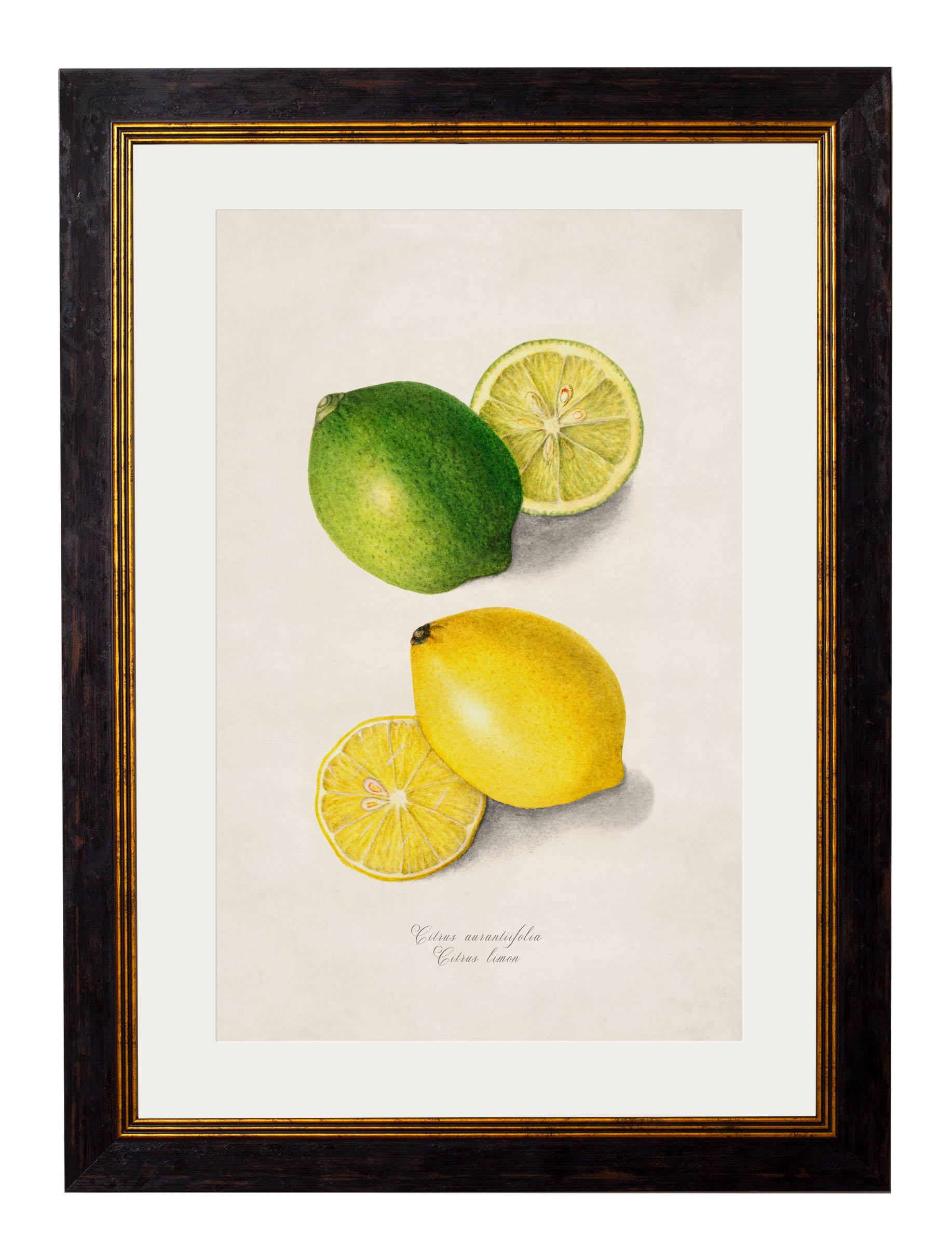Classique américain Ensemble de TWO Estampes encadrées de Fruits de Citrus d'Étude provenant des originaux de 1886, Nouveau en vente