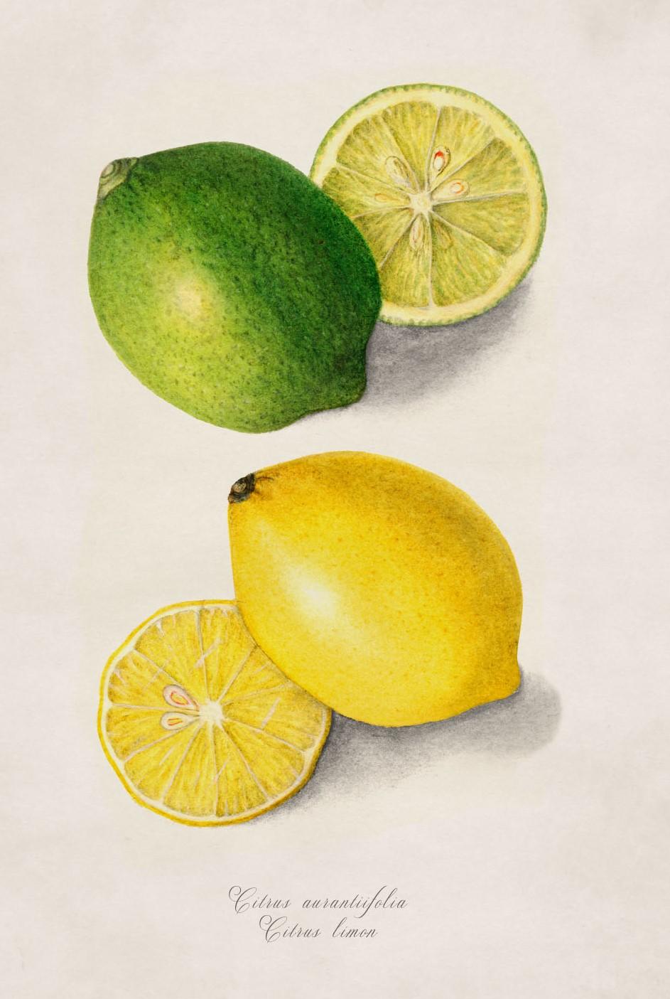 American Classical Set of TWO Framed Prints of Citrus Fruit Study from originals of 1886, New