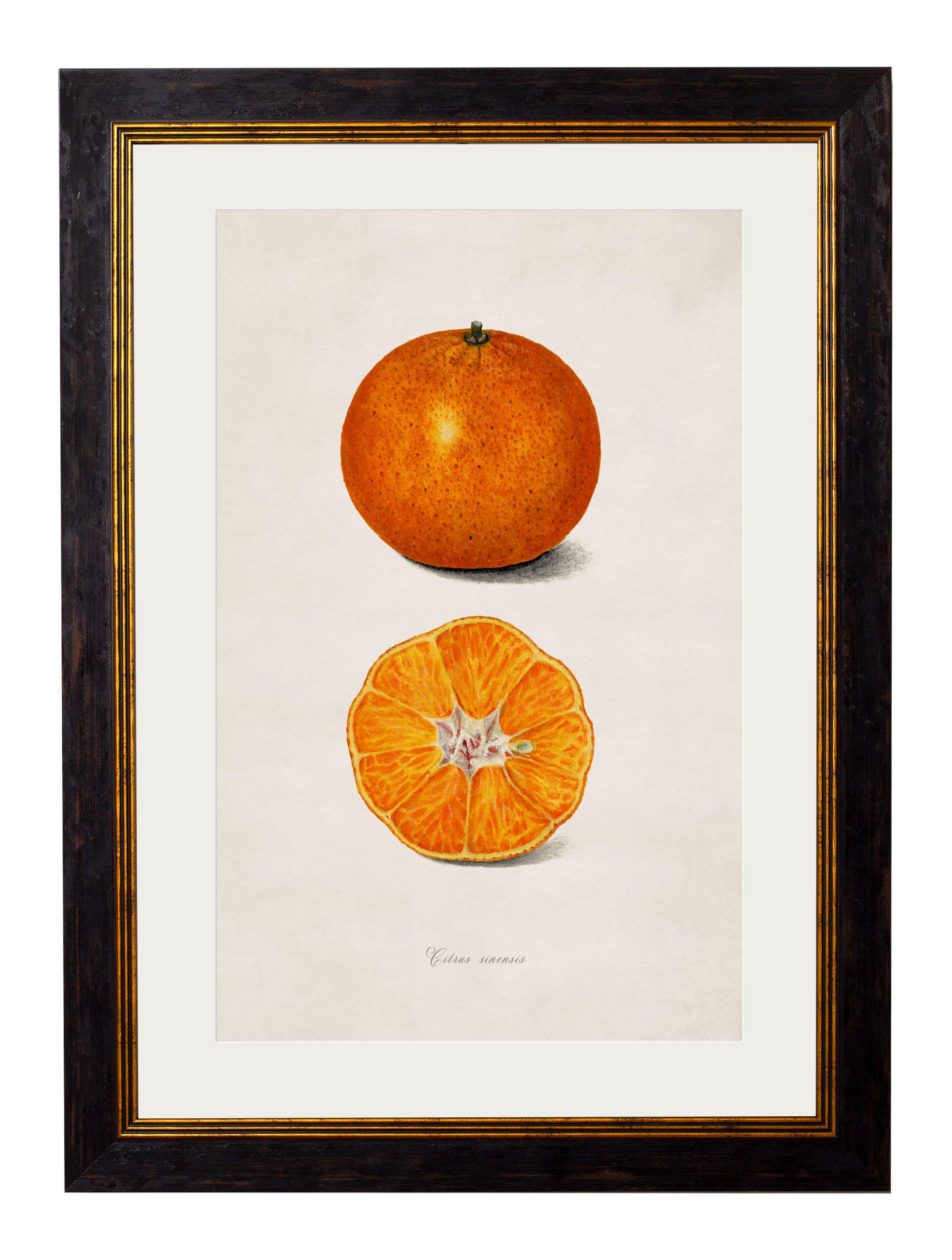 British Set of TWO Framed Prints of Citrus Fruit Study from originals of 1886, New