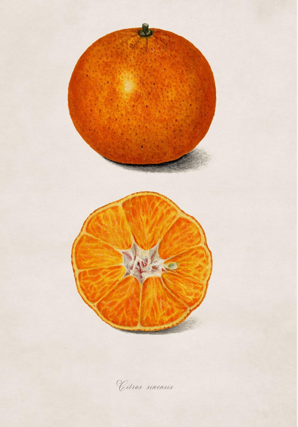 Set of TWO Framed Prints of Citrus Fruit Study from originals of 1886, New In Excellent Condition In Lincoln, Lincolnshire
