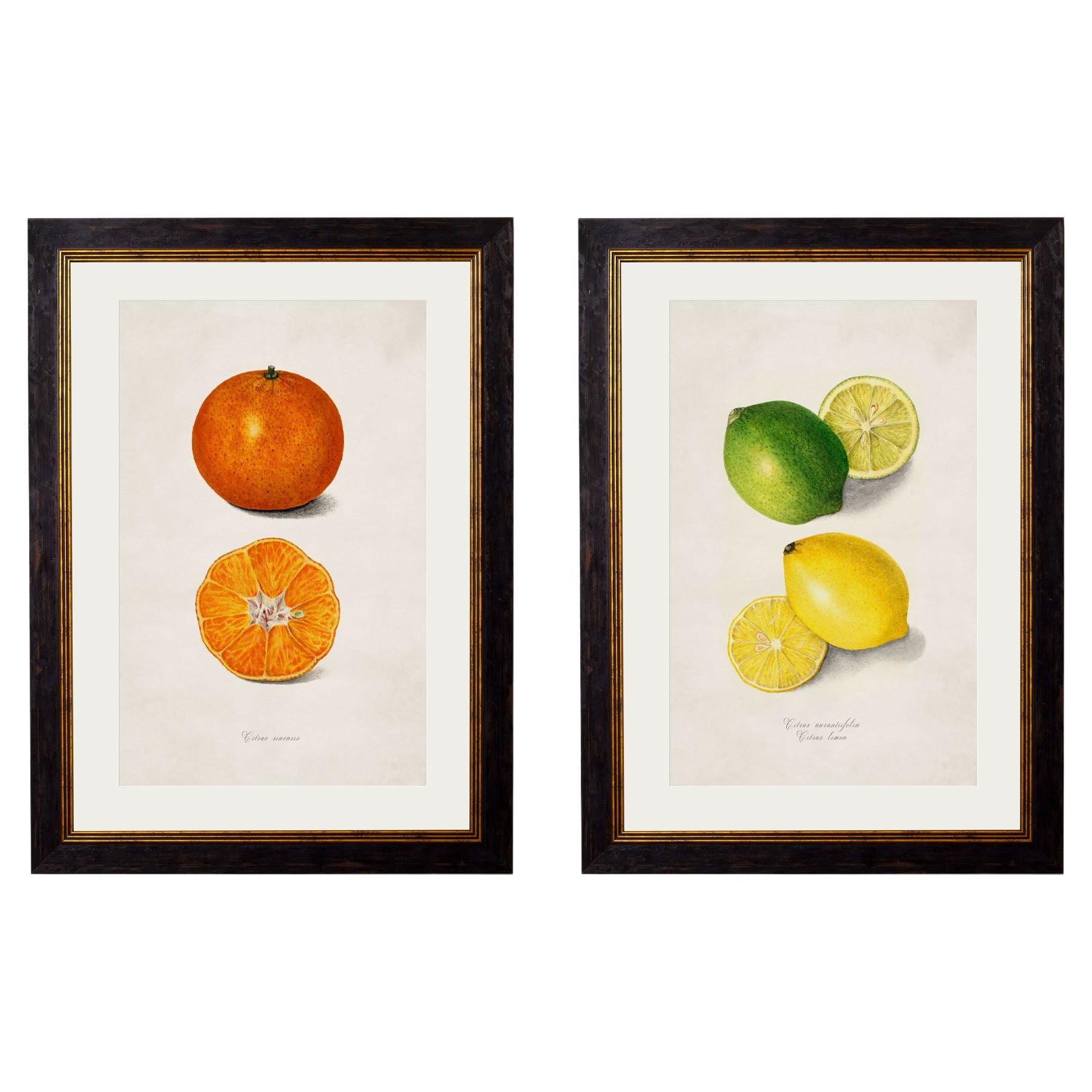 Ensemble de TWO Estampes encadrées de Fruits de Citrus d'Étude provenant des originaux de 1886, Nouveau en vente