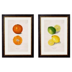 Retro Set of TWO Framed Prints of Citrus Fruit Study from originals of 1886, New