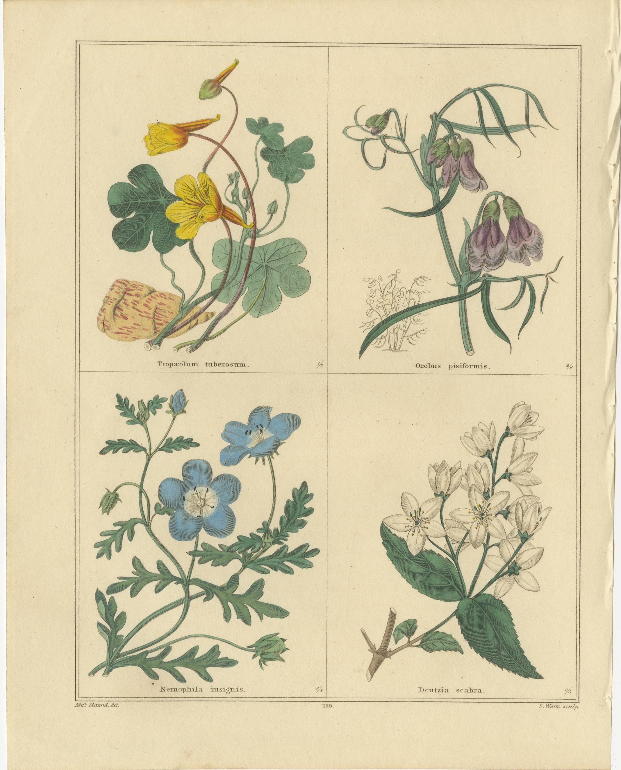 Paar botanische Kupferstiche aus The Botanic Garden von B. Maund, London um 1836

Ein elegantes Paar originaler handkolorierter botanischer Kupferstiche aus *The Botanic Garden* von Benjamin Maund (1790-1864), Band VII, veröffentlicht in London um