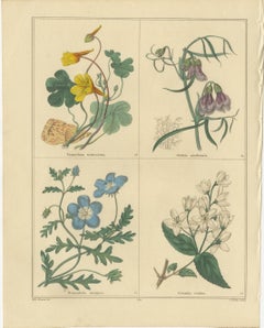 Satz von zwei handkolorierten botanischen Stichen von B. Maund 1836