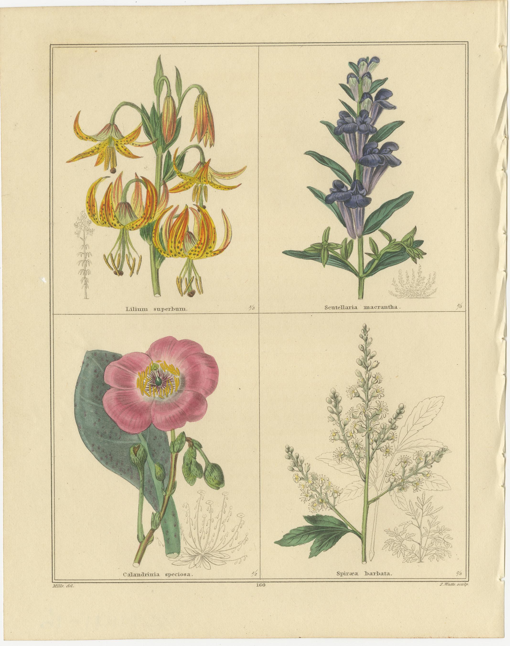 Satz von zwei handkolorierten botanischen Stichen von B. Maund 1836 (Britisch) im Angebot