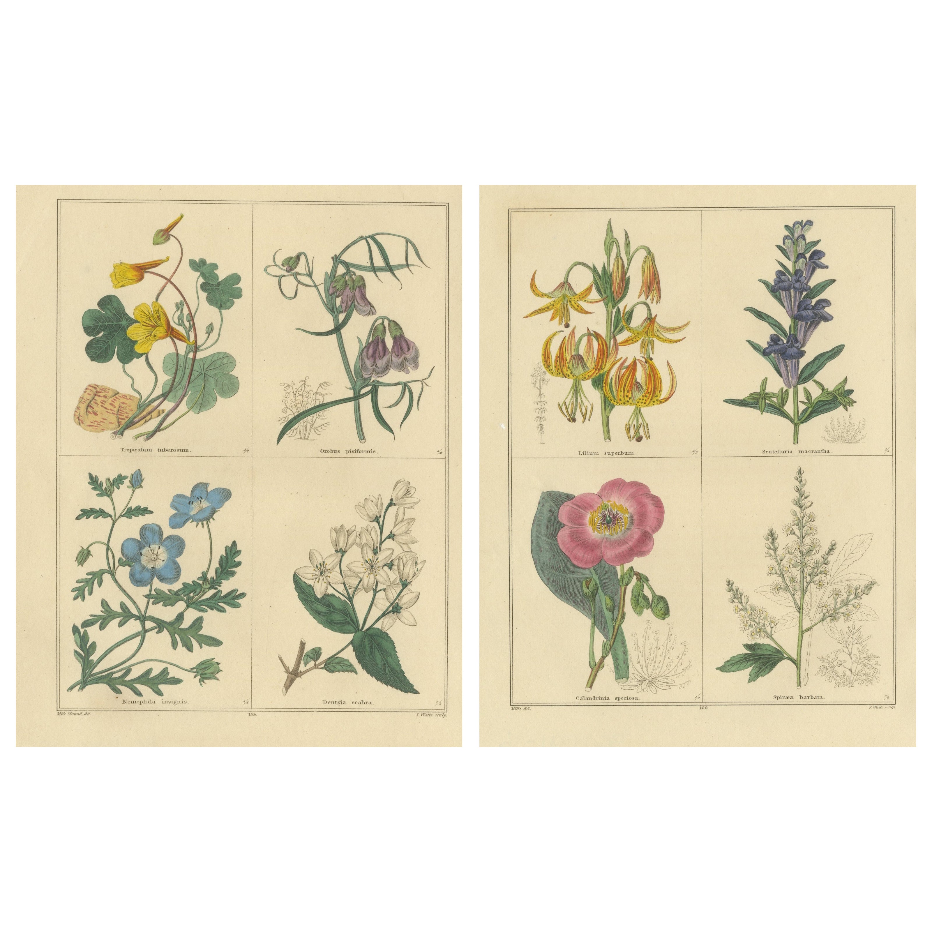 Ensemble de deux gravures botaniques colorées à la main par I. Maund 1836