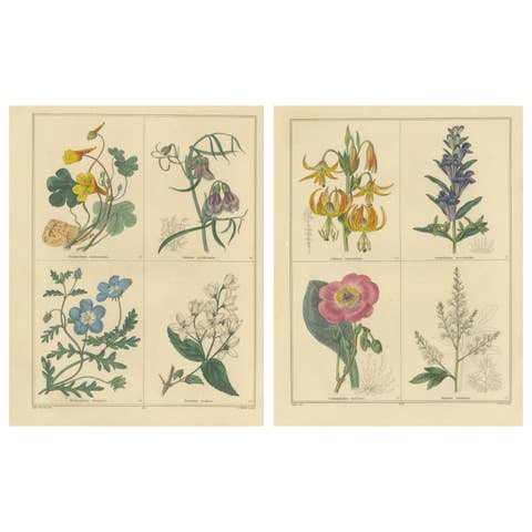 Set of Two Hand-Colored Botanical Engravings by B. Maund 1836