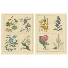 Set of Two Hand-Colored Botanical Engravings by B. Maund 1836