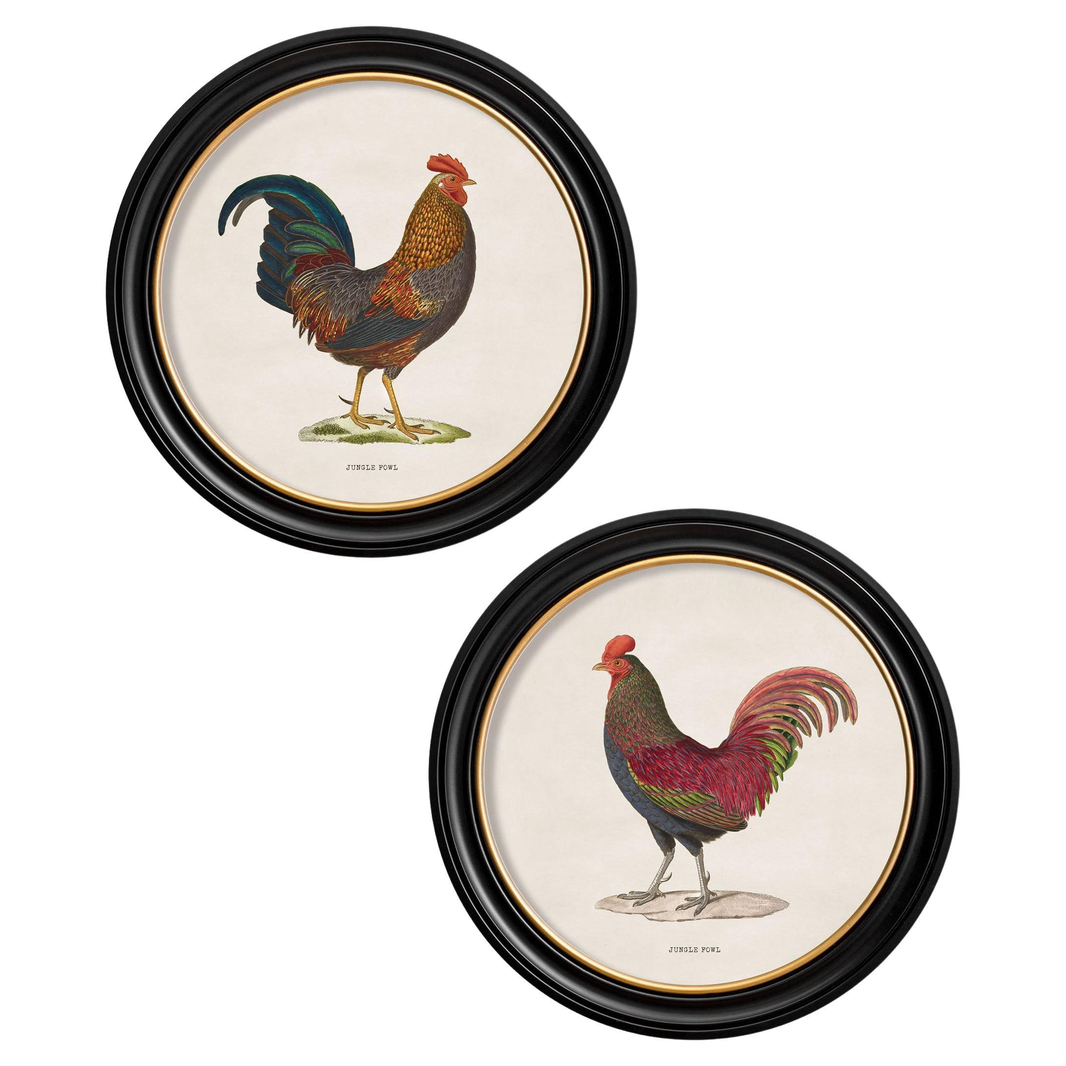 Conjunto de DOS Láminas de Aves Salvajes en marcos redondos a partir de originales franceses Ca 1838, Nuevo