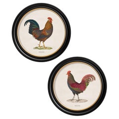 Set von TWO Dschungelblattdrucken in runden Rahmen aus französischen Originalen ca. 1838, neu