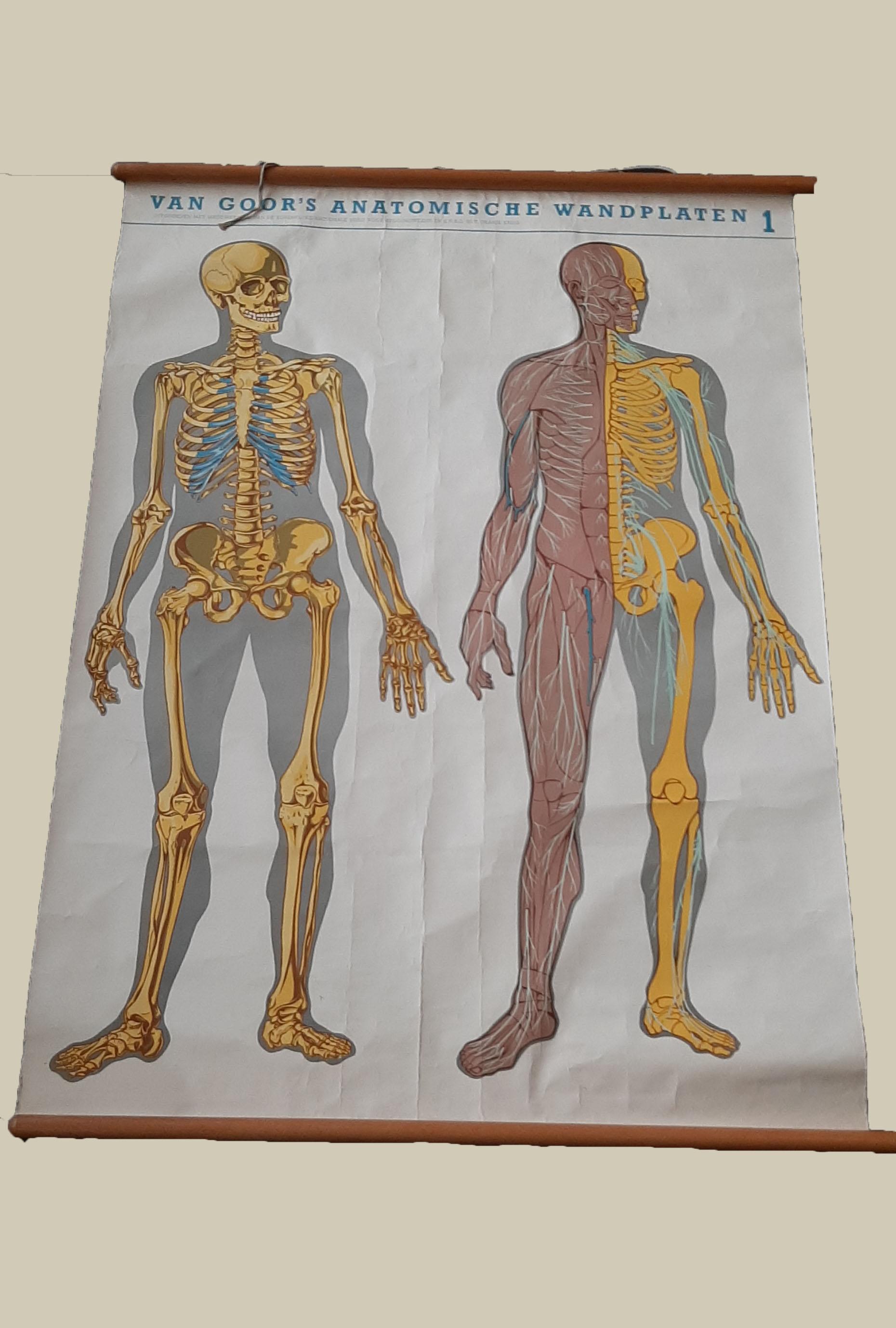 Set of two large medical prints published by Van Goor, circa 1930. The first print depicts the nervous system and measures circa 87 x 122 cm (34.3 x 48 inch). The second print depicts the muscular system and measures circa 87 x 133 cm (34.3 x 52.4