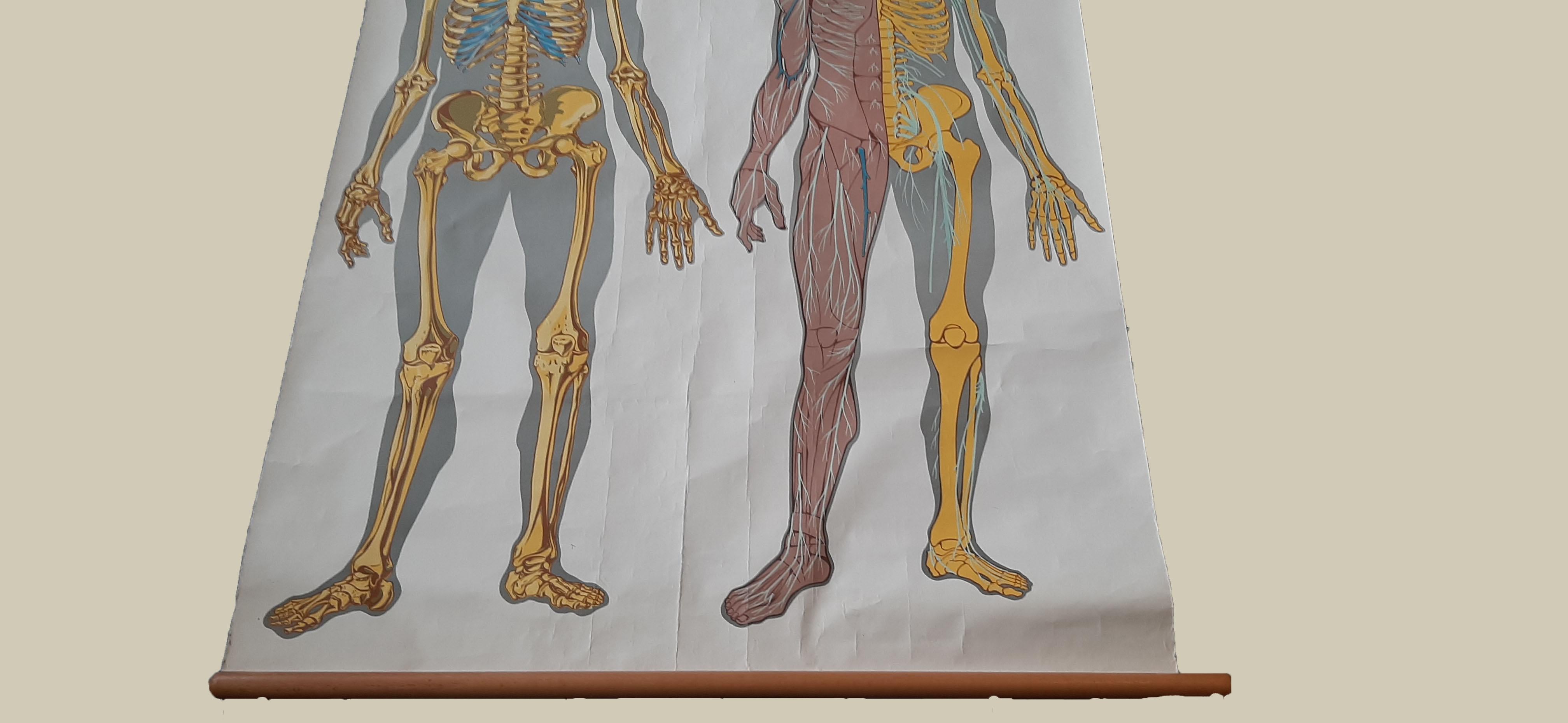 Set of Two large Medical Prints by Van Goor, circa 1930 In Fair Condition For Sale In Langweer, NL