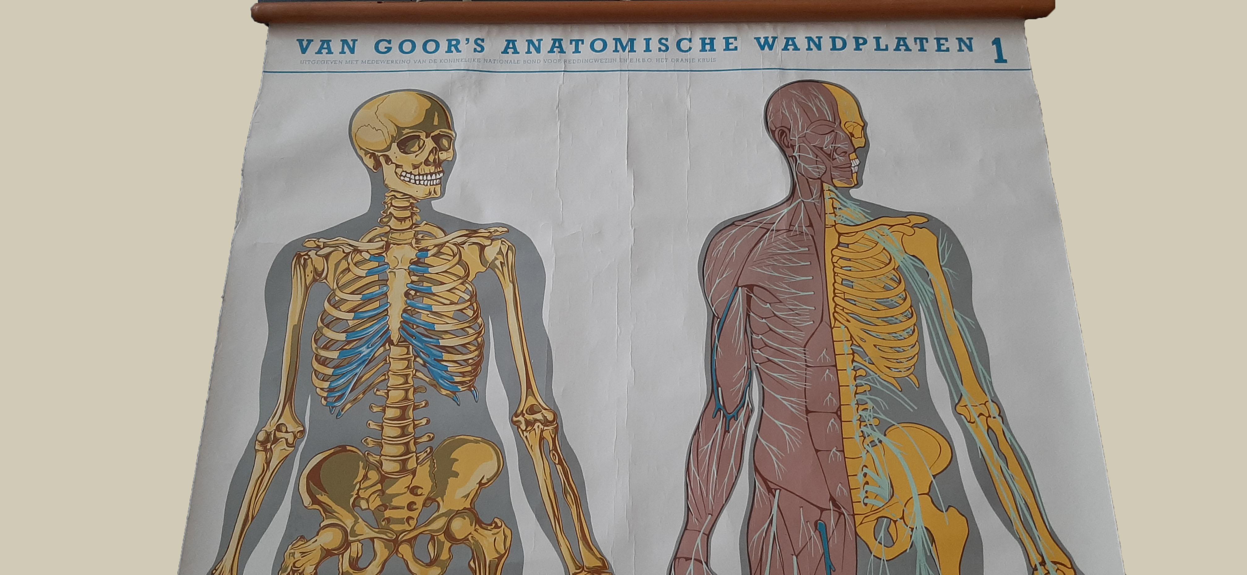 20th Century Set of Two large Medical Prints by Van Goor, circa 1930 For Sale