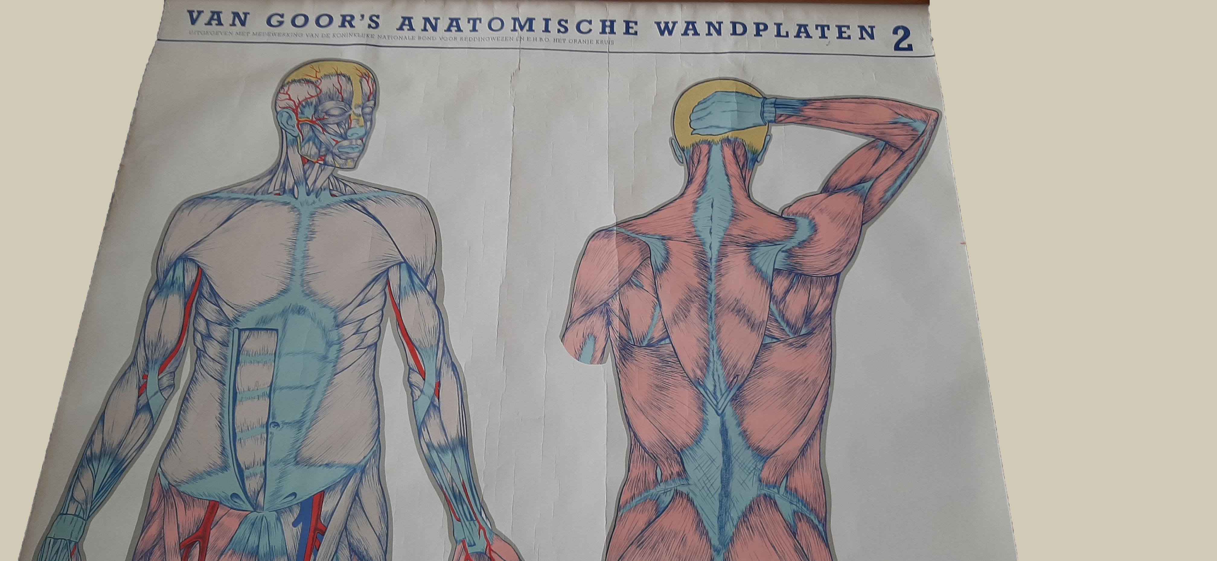 Set of Two large Medical Prints by Van Goor, circa 1930 For Sale 1