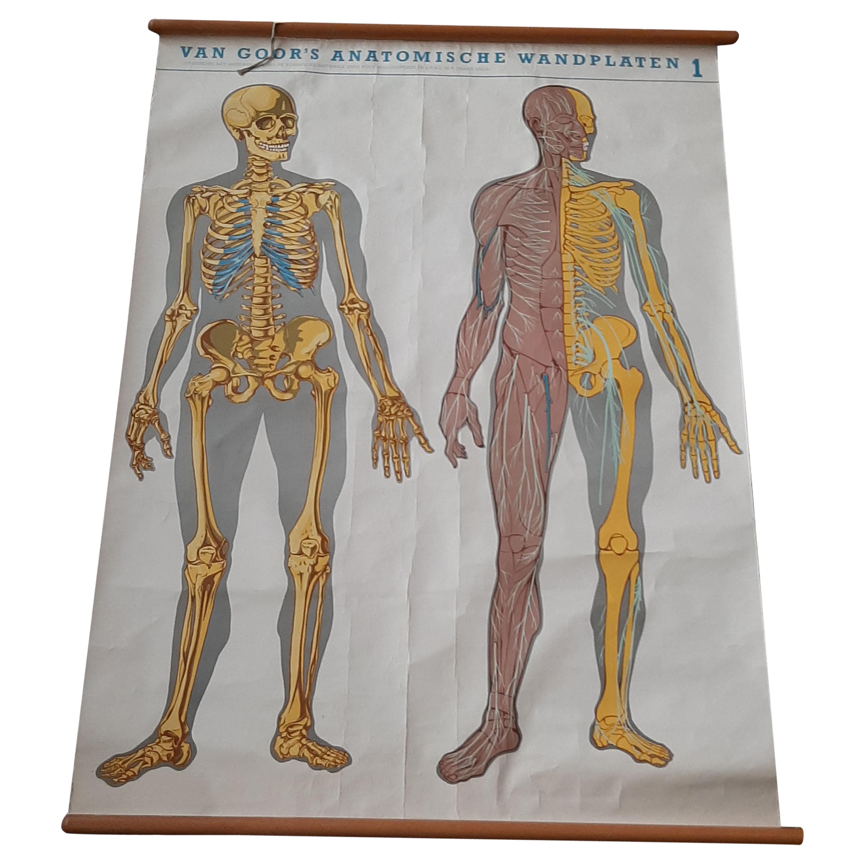 Set of Two large Medical Prints by Van Goor, circa 1930 For Sale